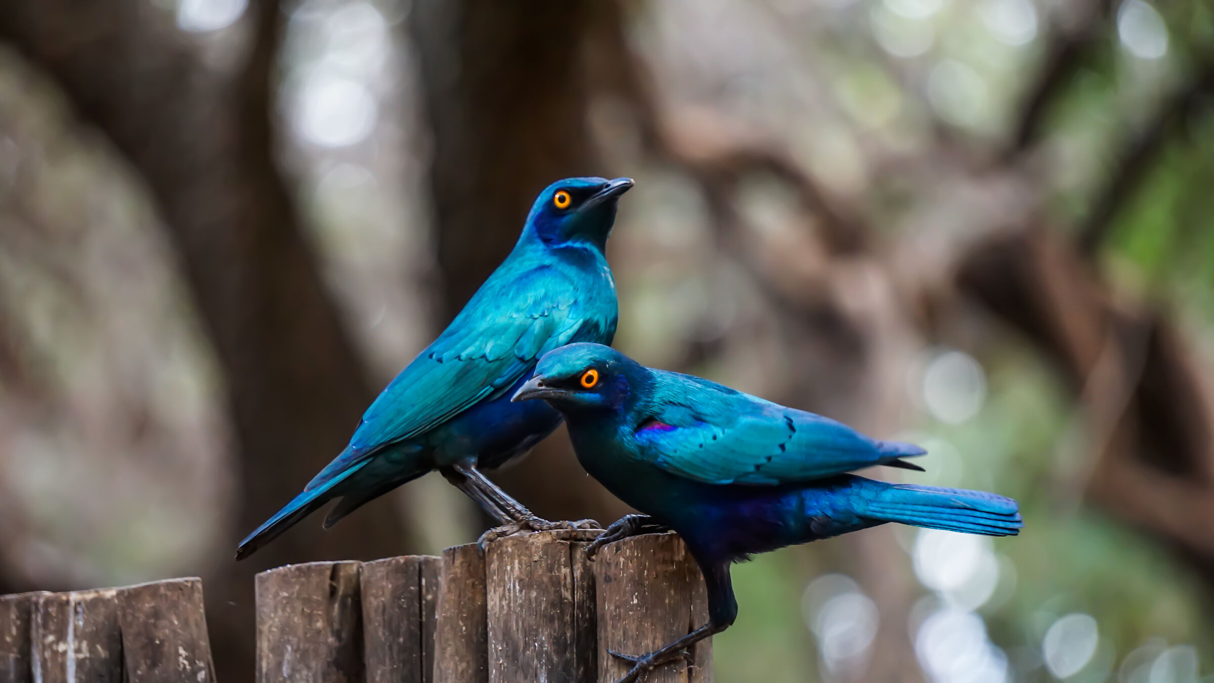 Cape glossy starling