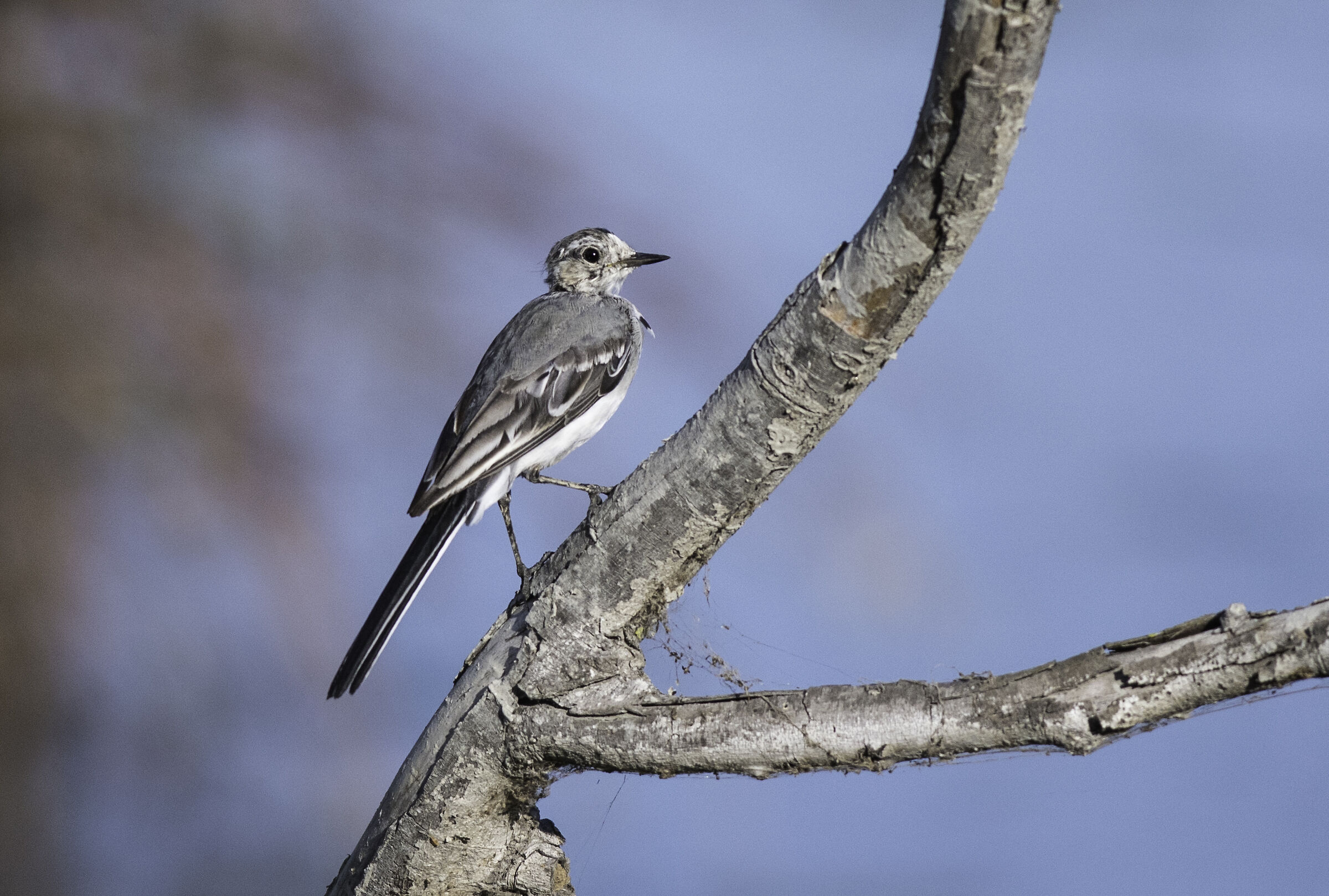 Ballerina bianca (Andalucia)