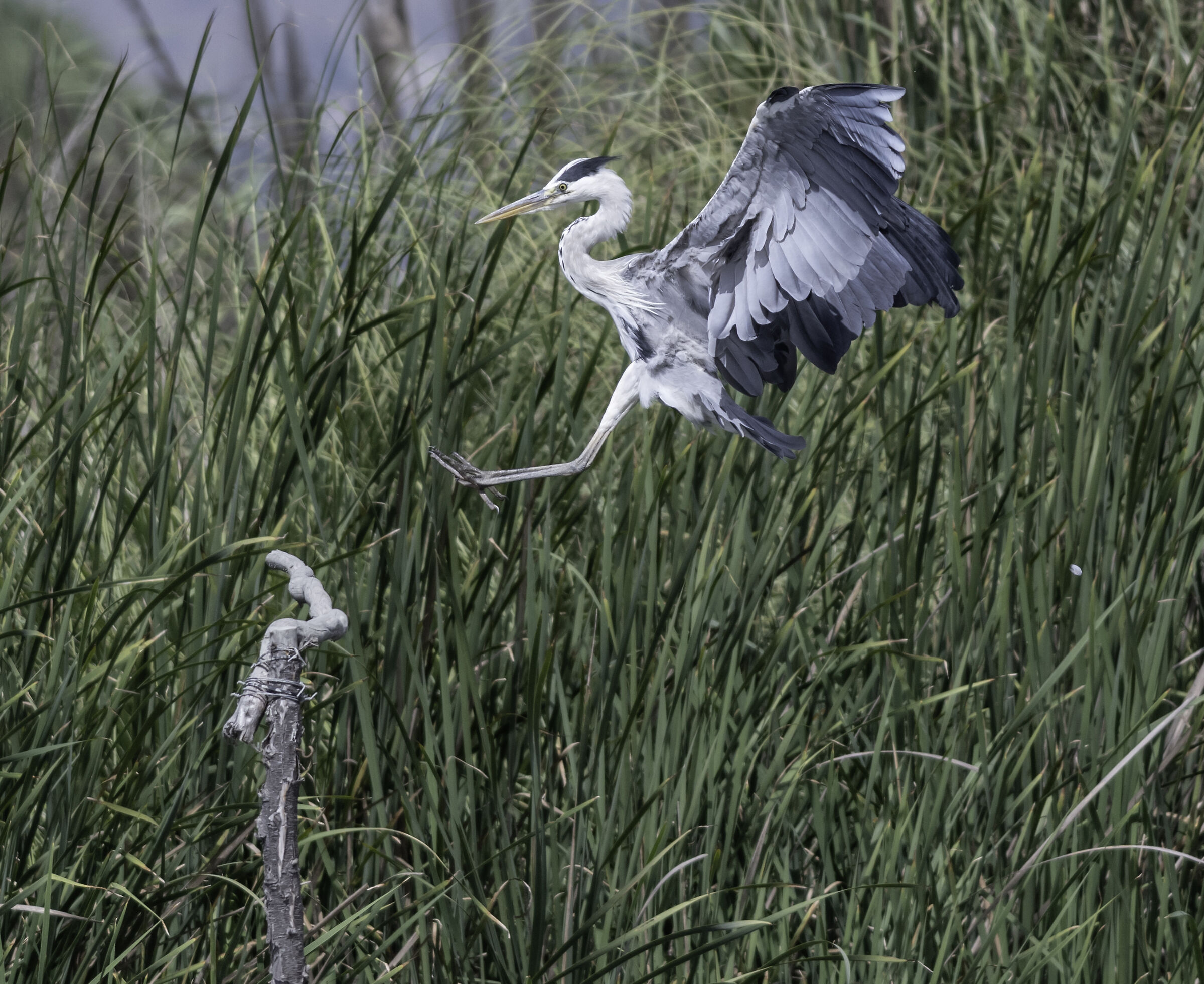 airone cinerino - charca de Suarez- Andalucia
