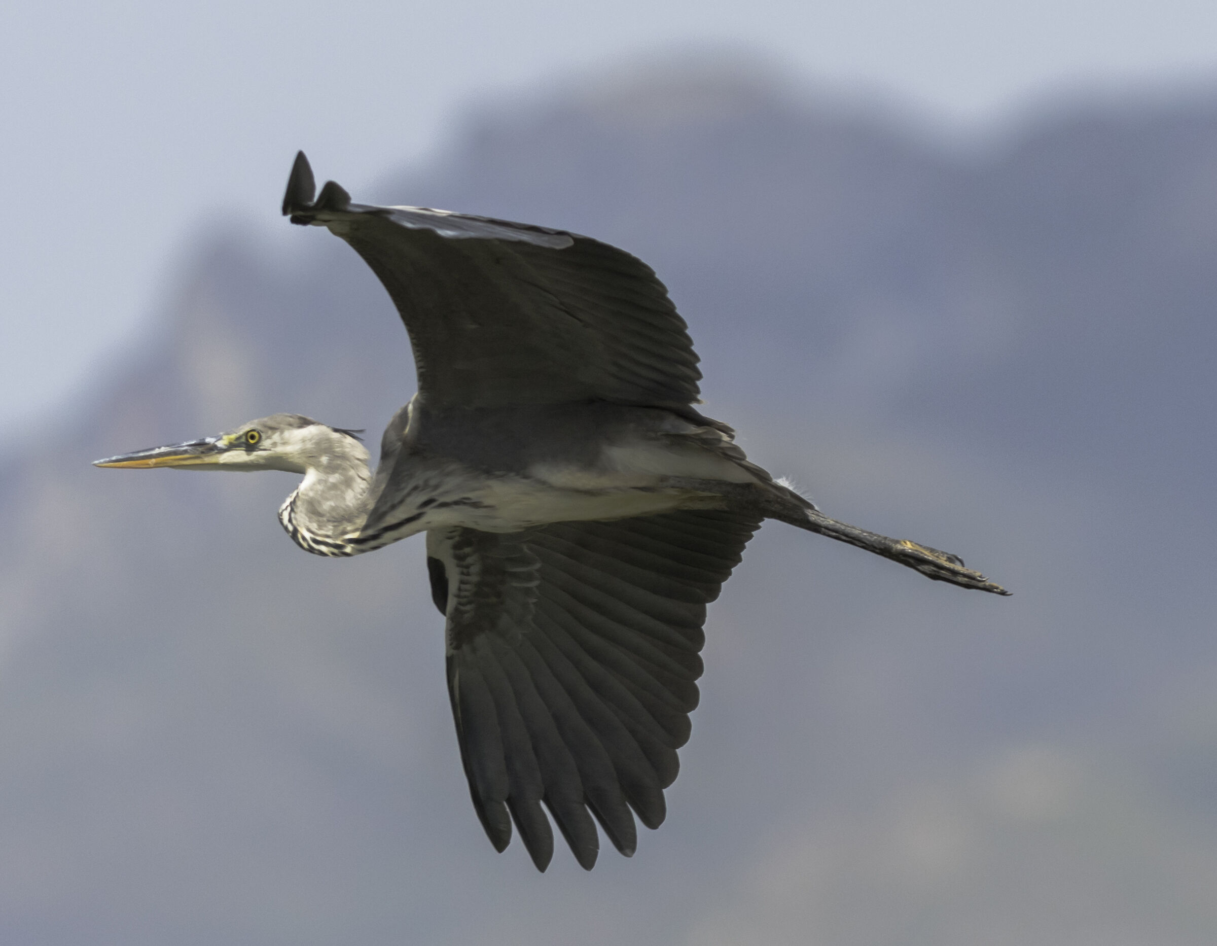 Airone cinerino - charca de Suarez- Andalucia