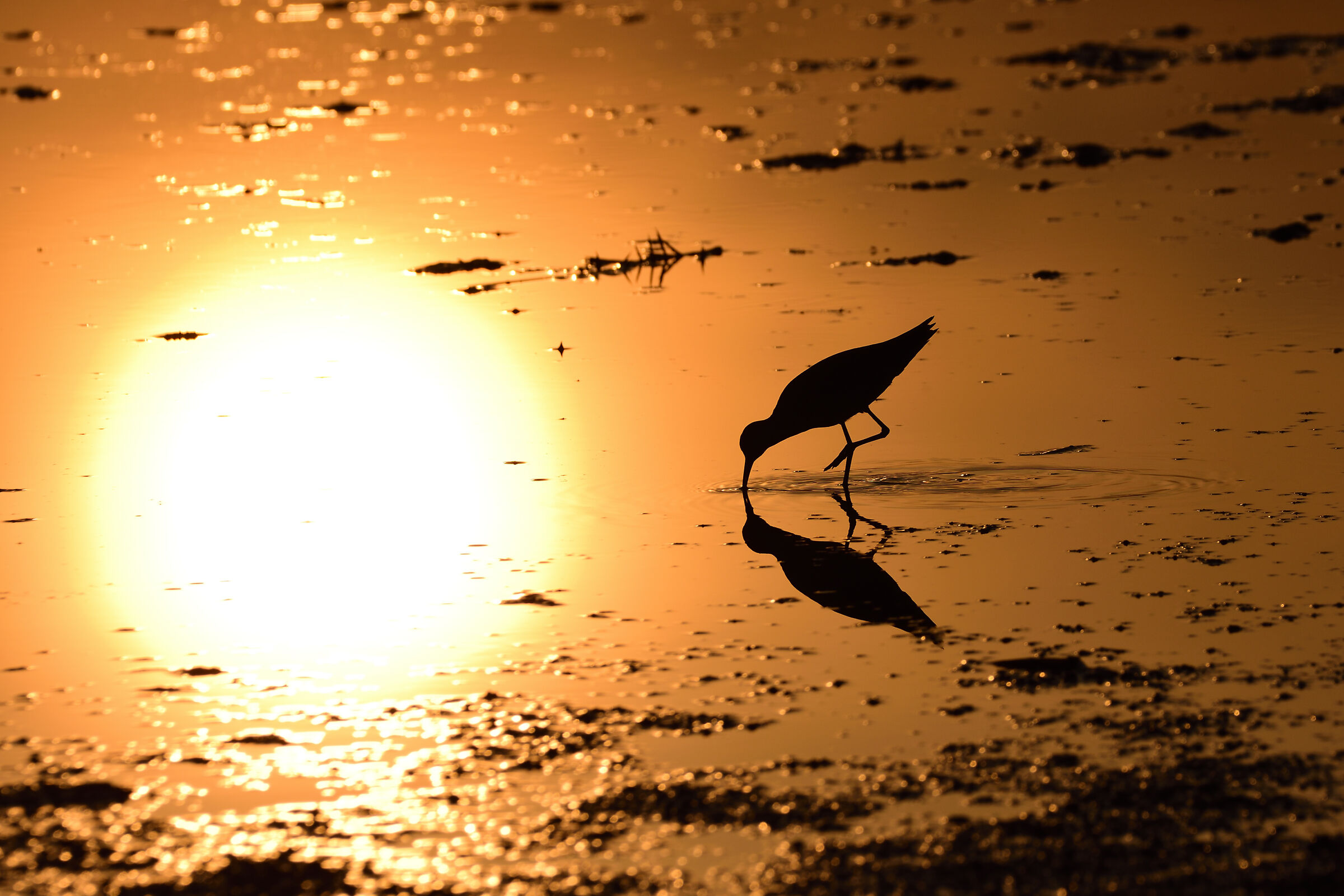 Sole riflesso all'alba