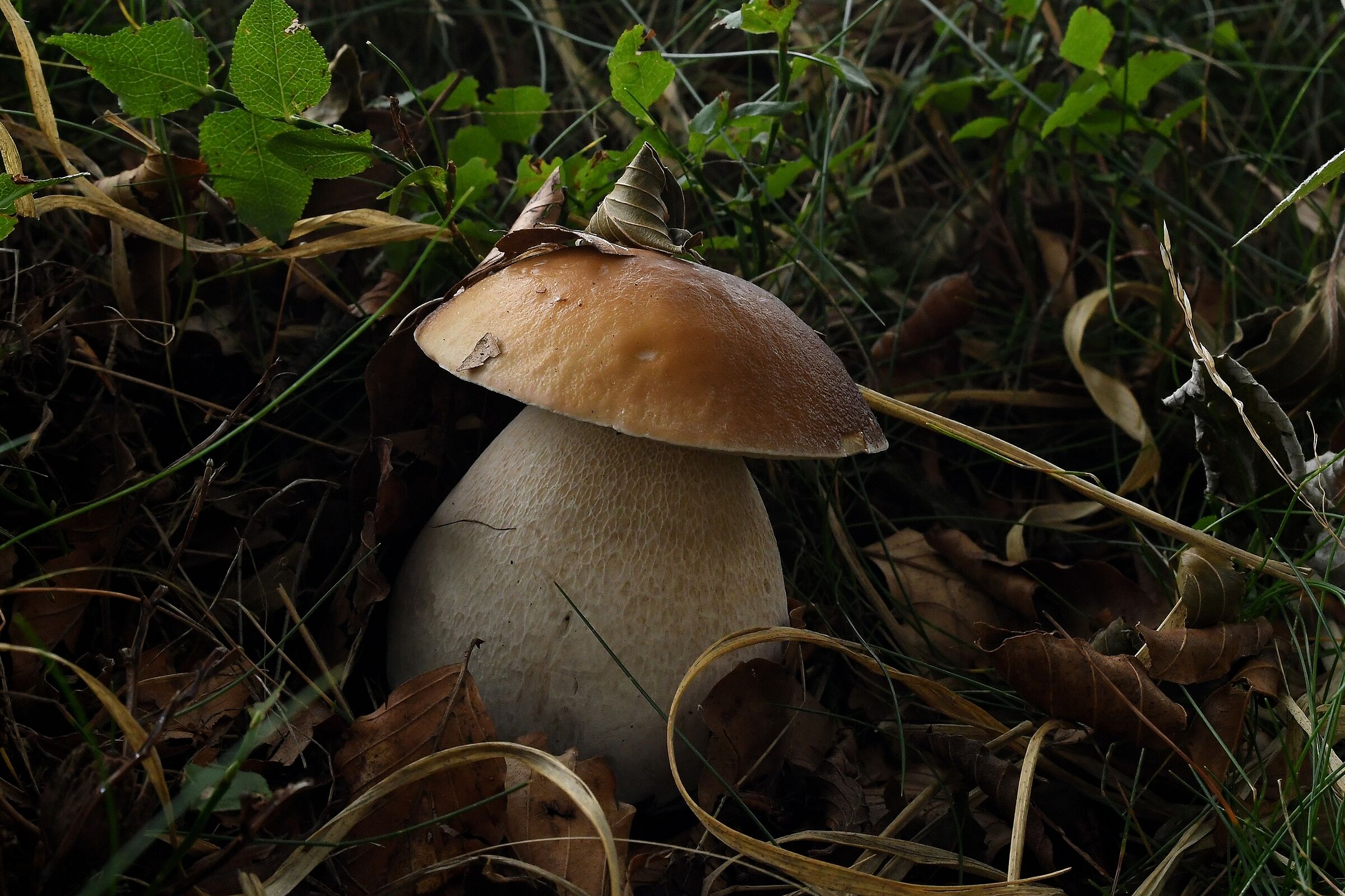 Boletus edulis