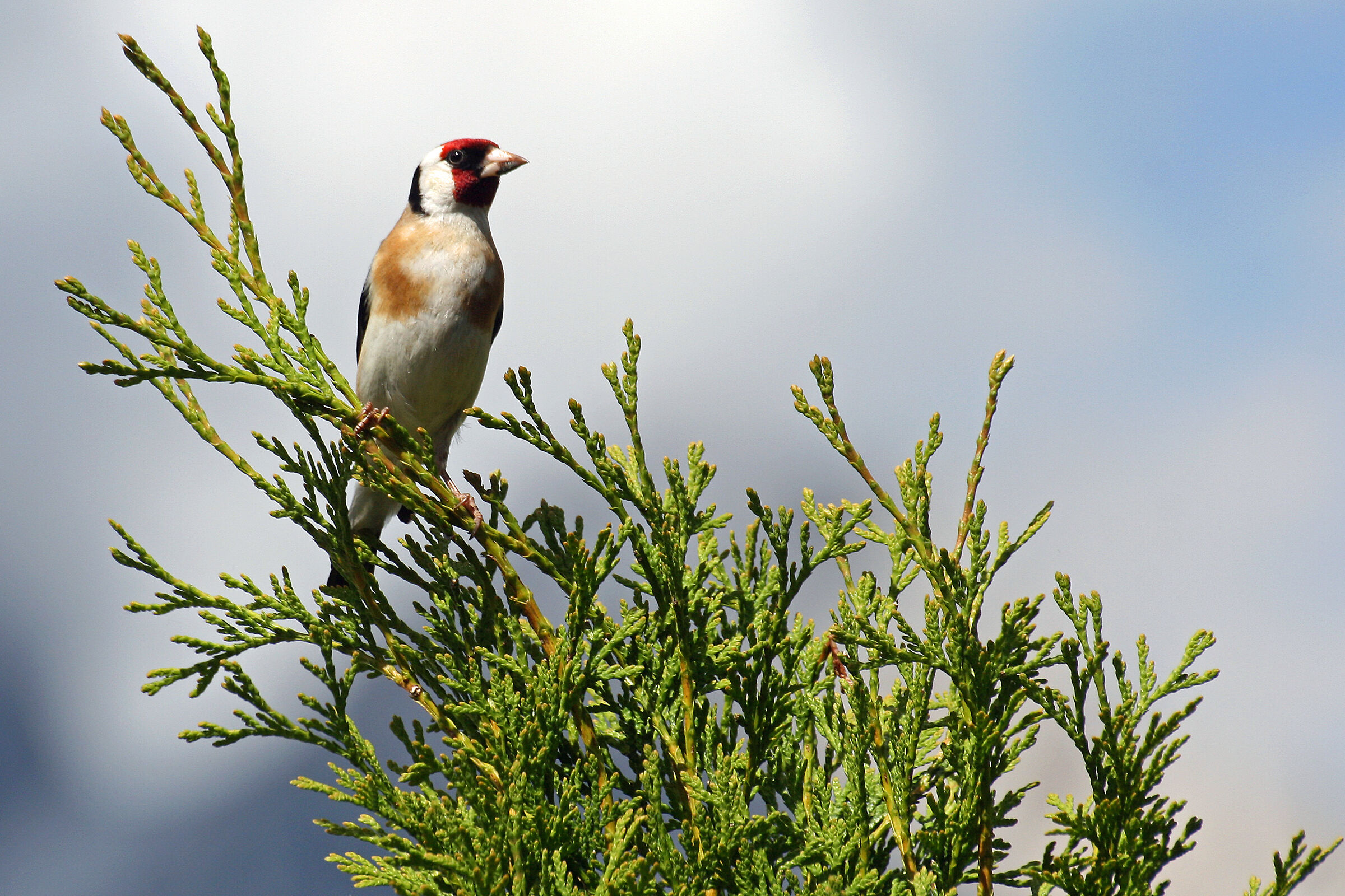 Goldfinch