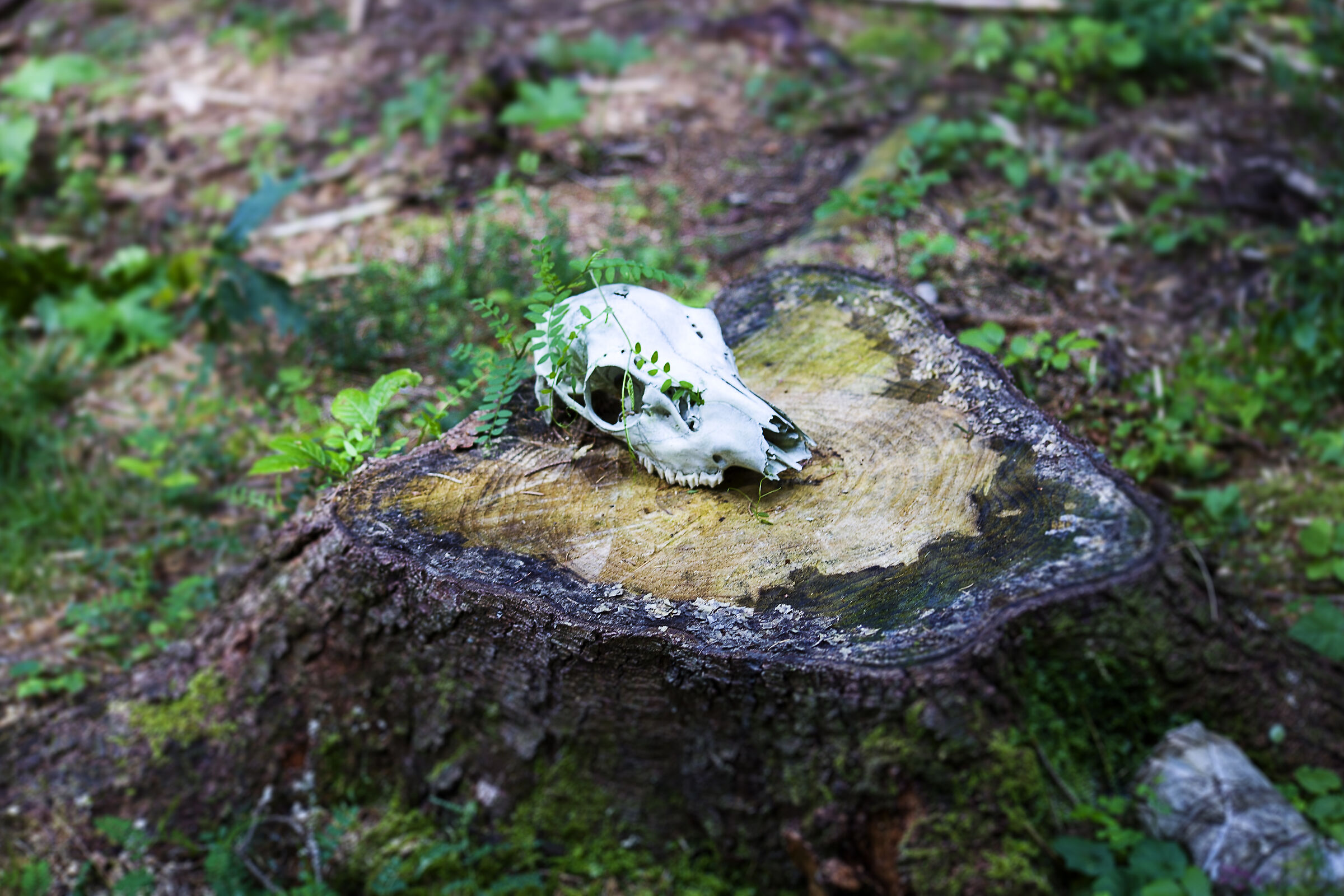 Death is not the end