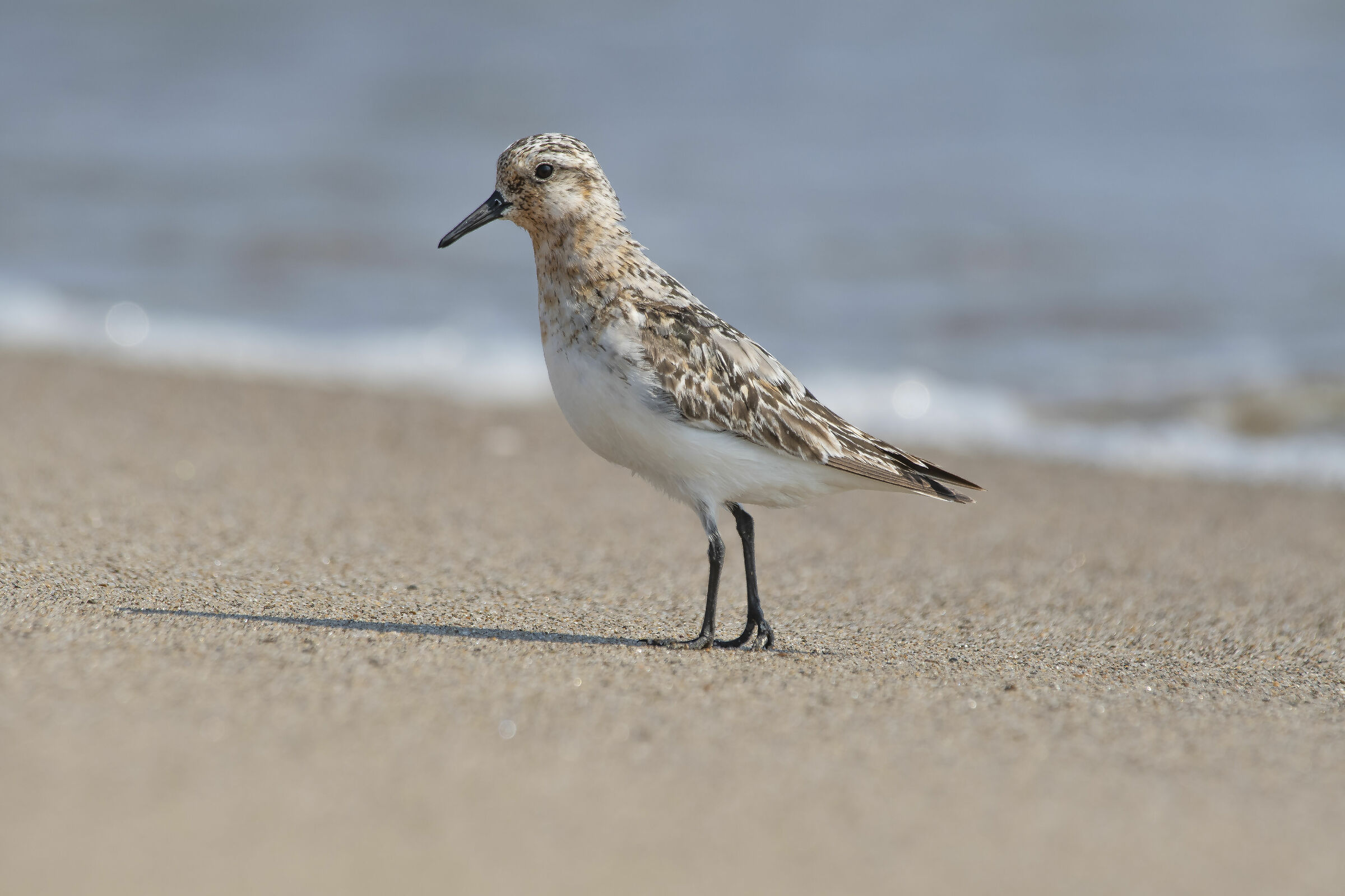 Calidris dawn still in dress 28/08/2019