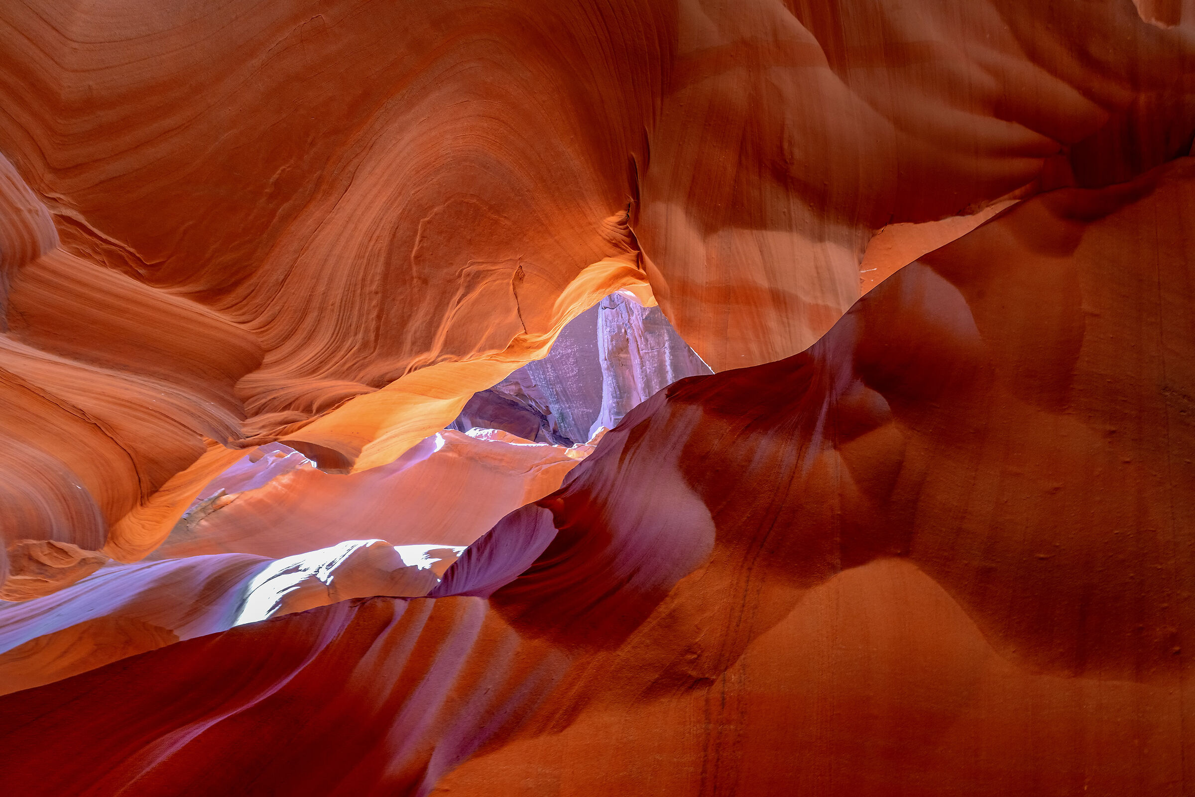 Antelope