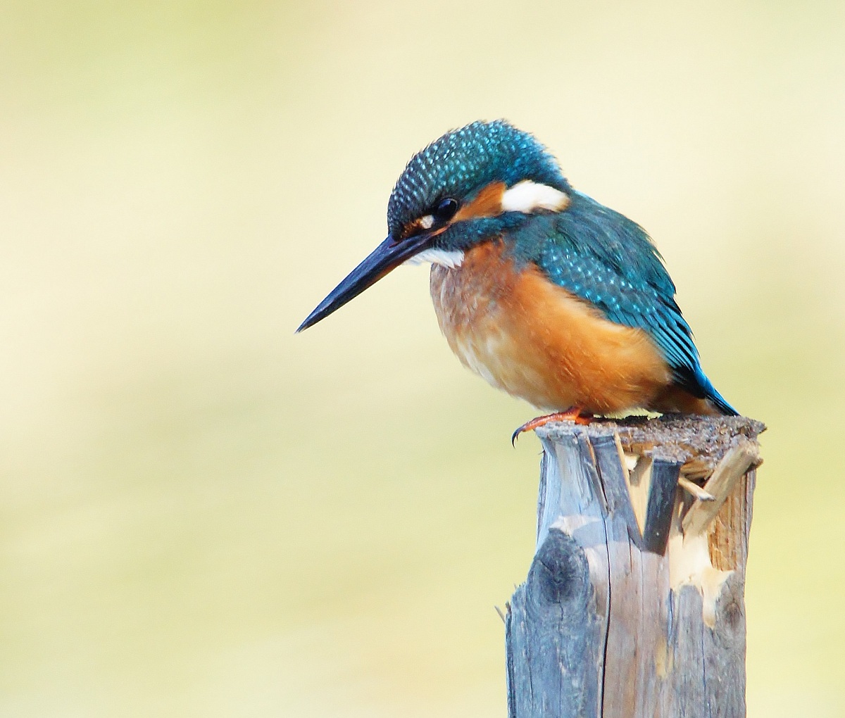 kingfisher