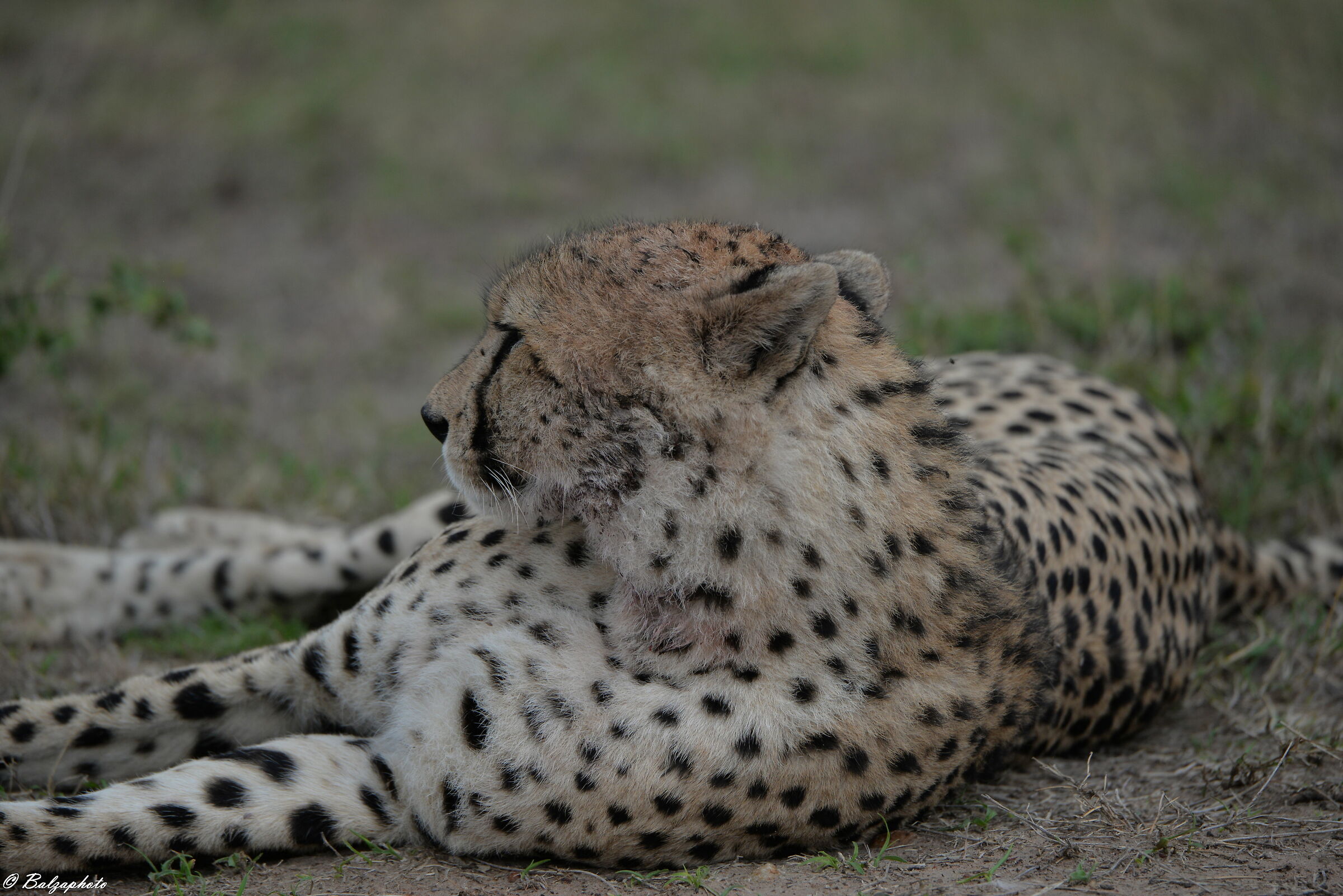 Cheetahs in Serengeti National Park Kenya