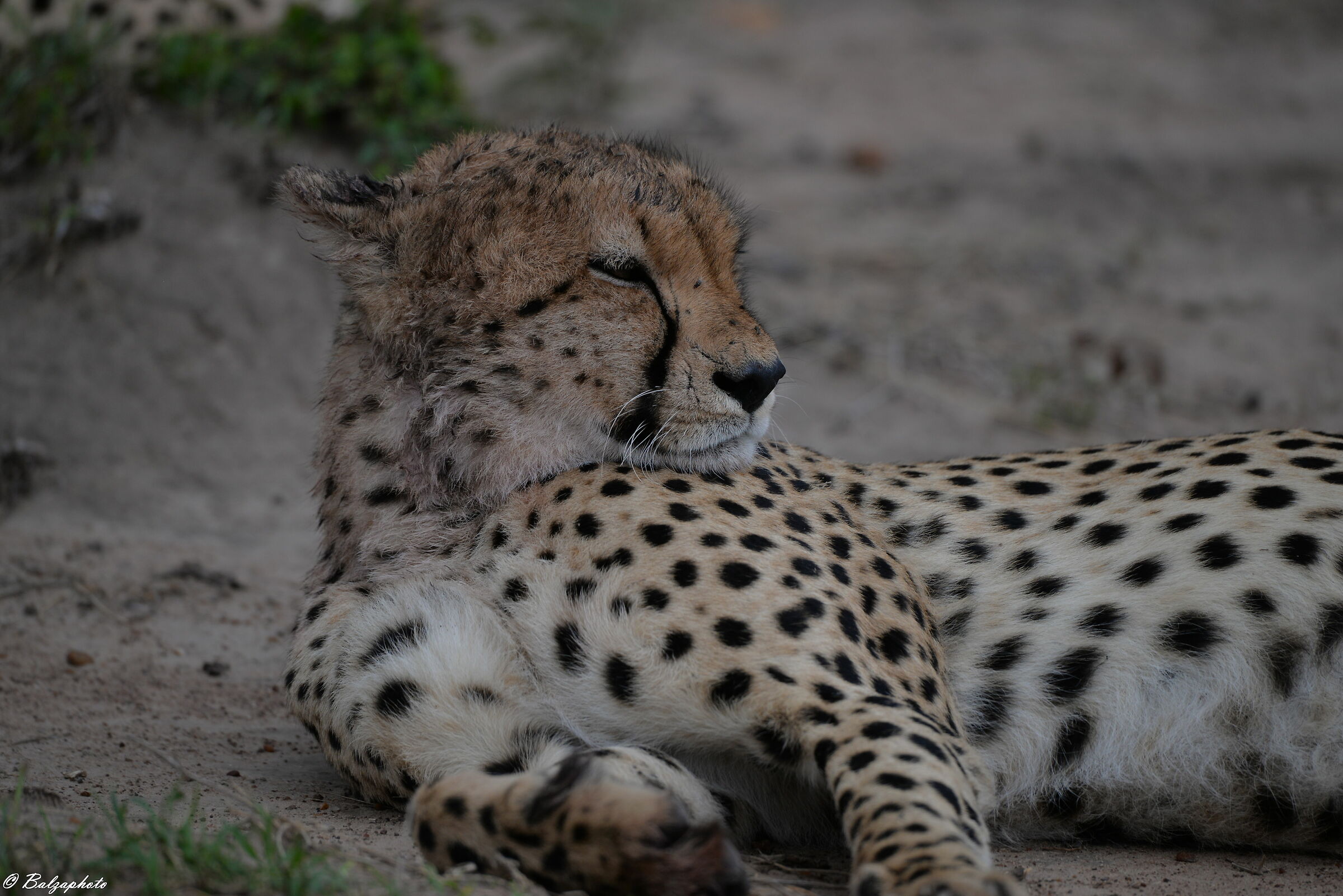 Cheetahs in Serengeti National Park Kenya