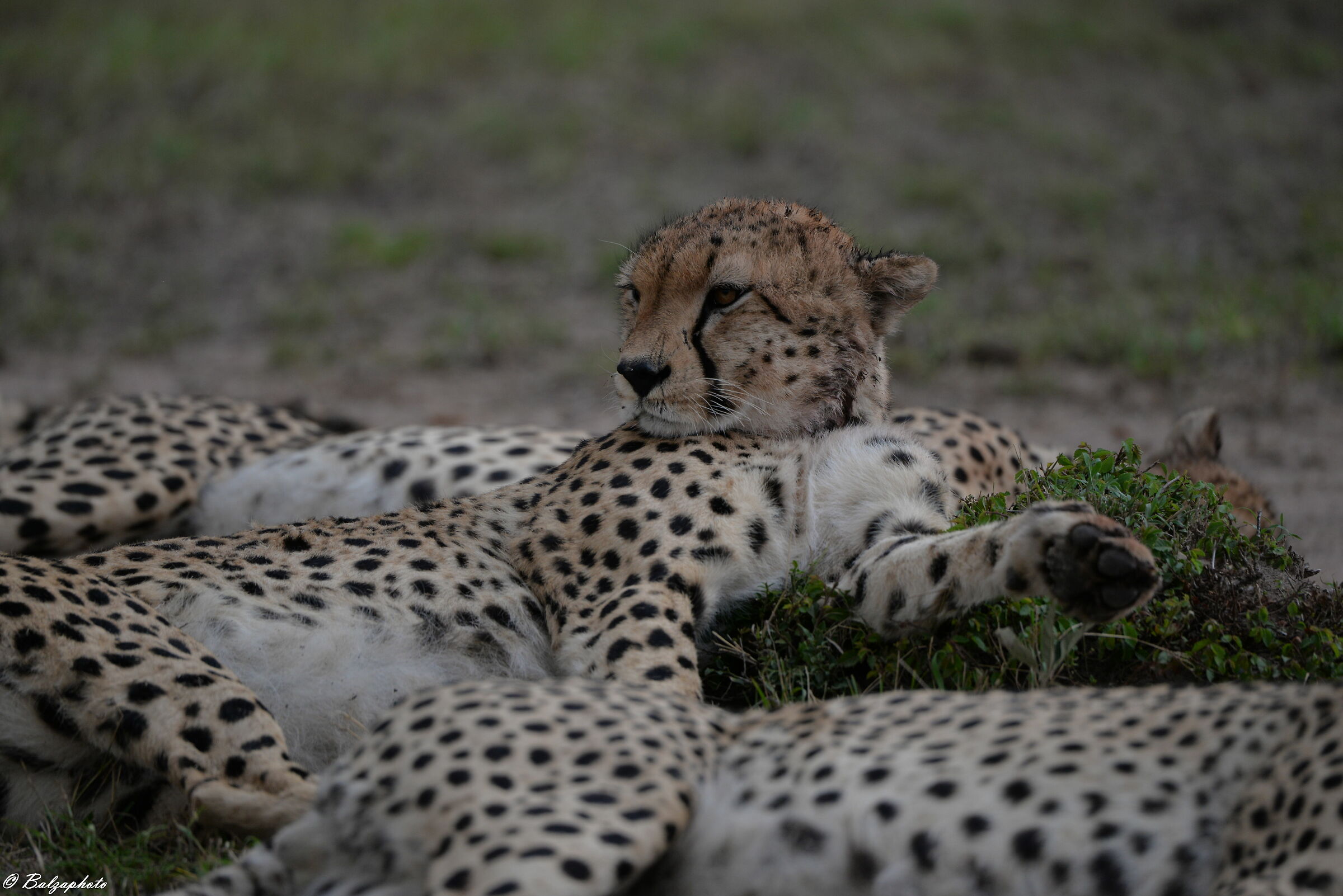 Cheetahs in Serengeti National Park Kenya