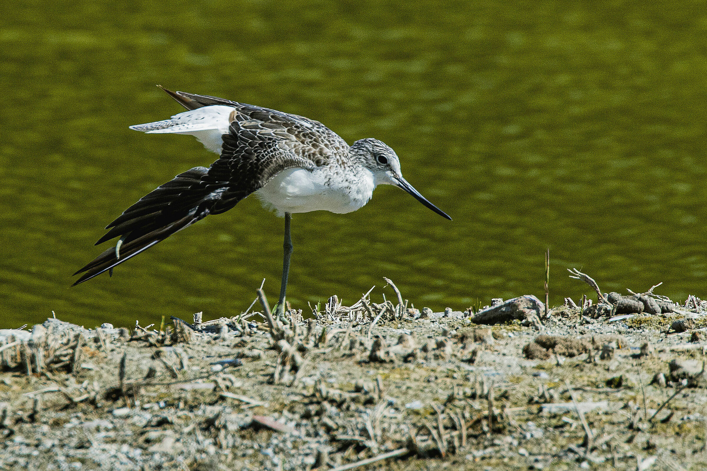 Pantana in stretching
