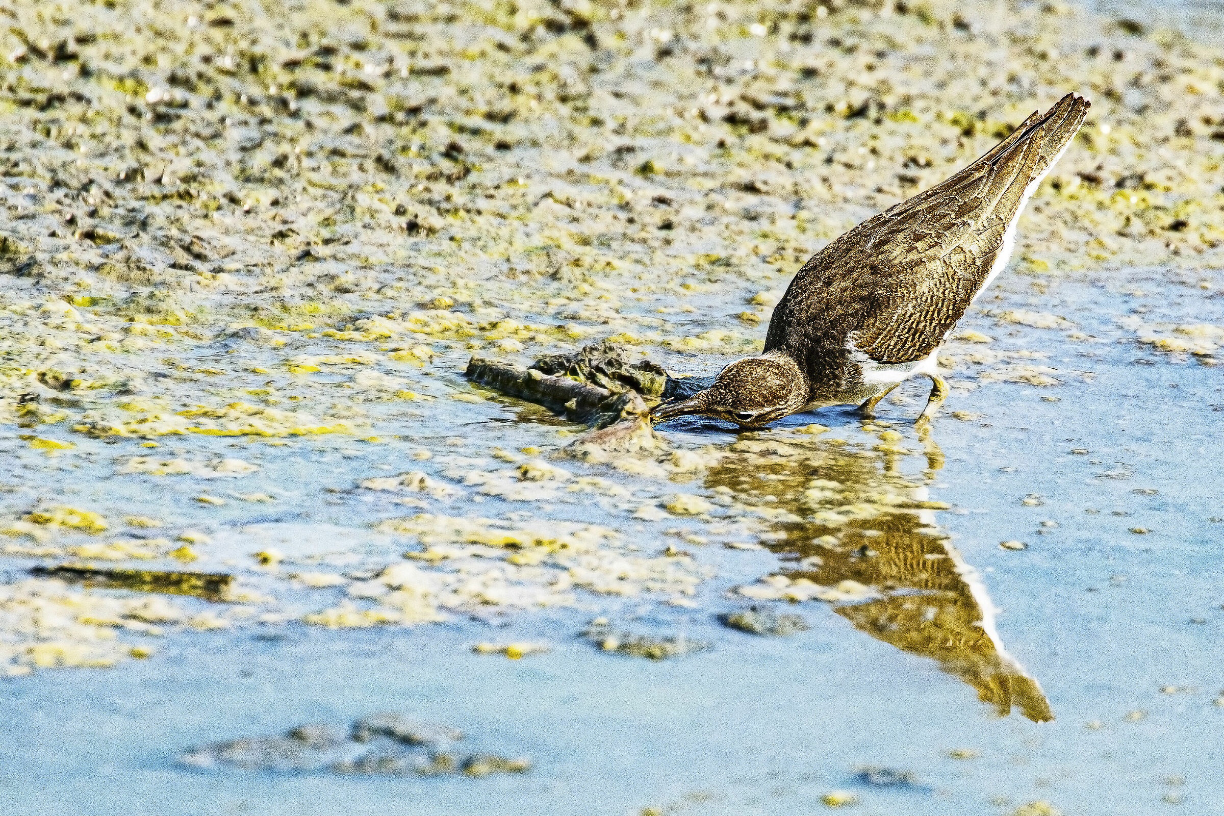 Il bocconcino del Piro Piro