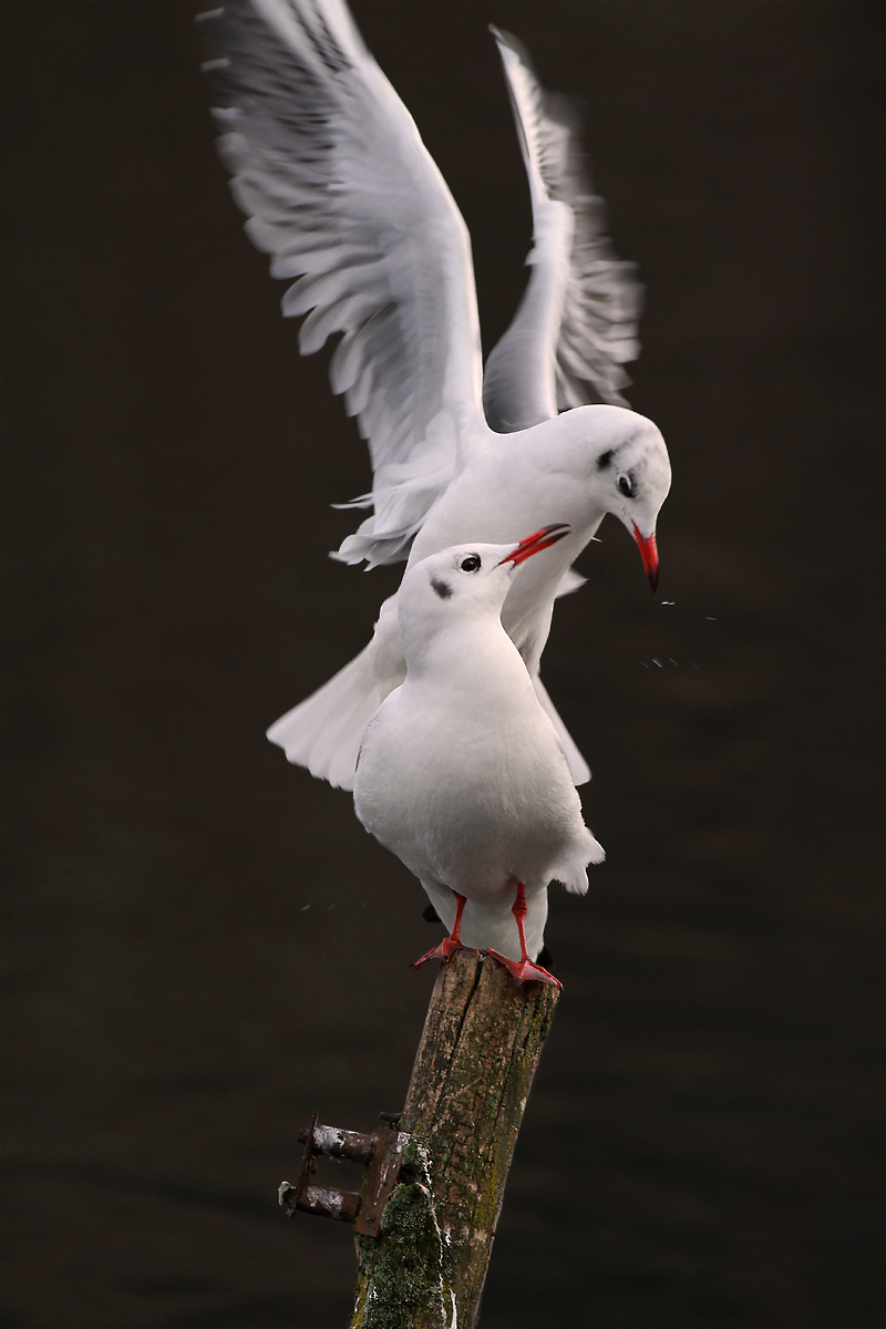 te lo dico nell'orecchio
