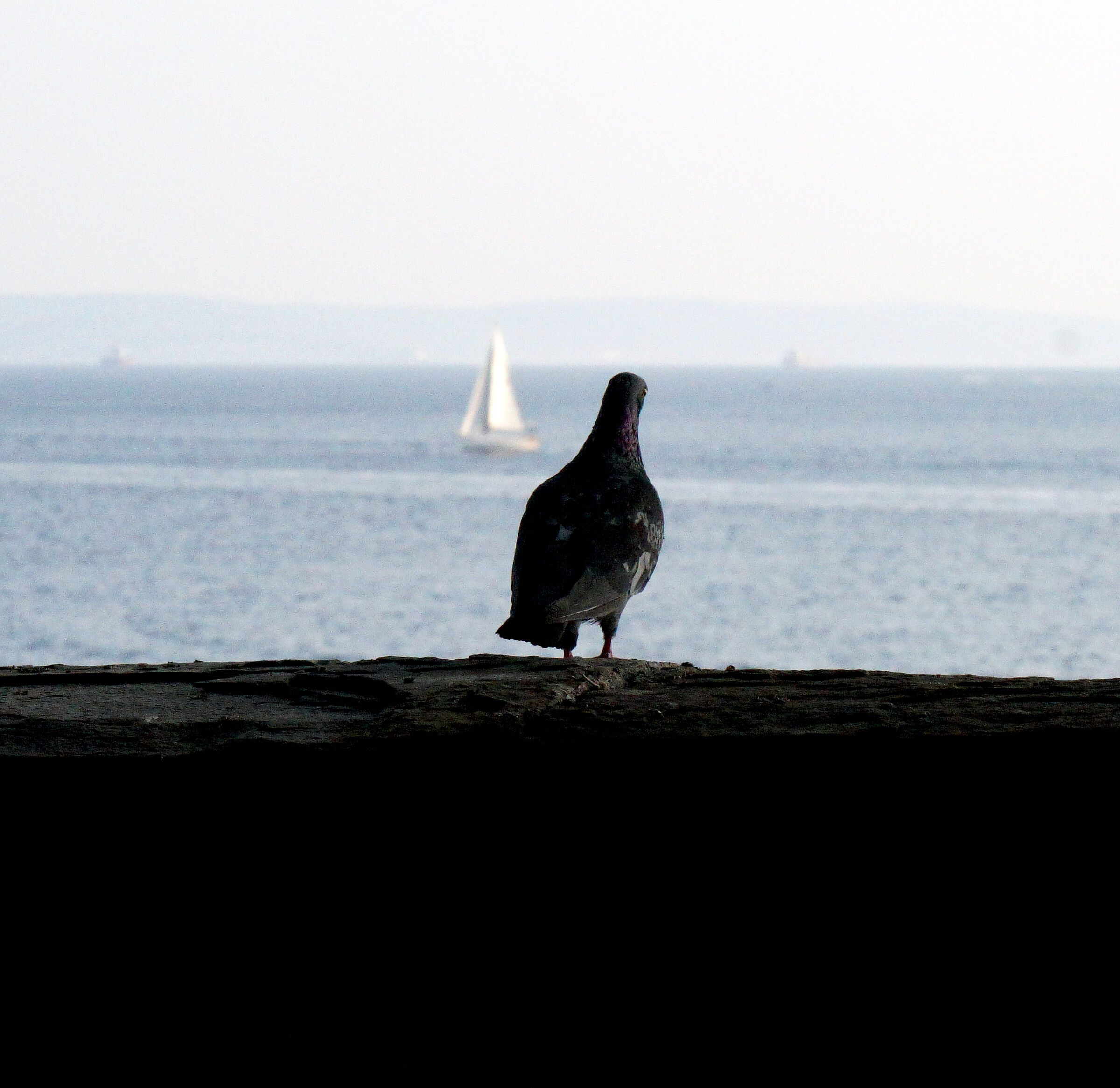 Horizons of the Upper Adriatic