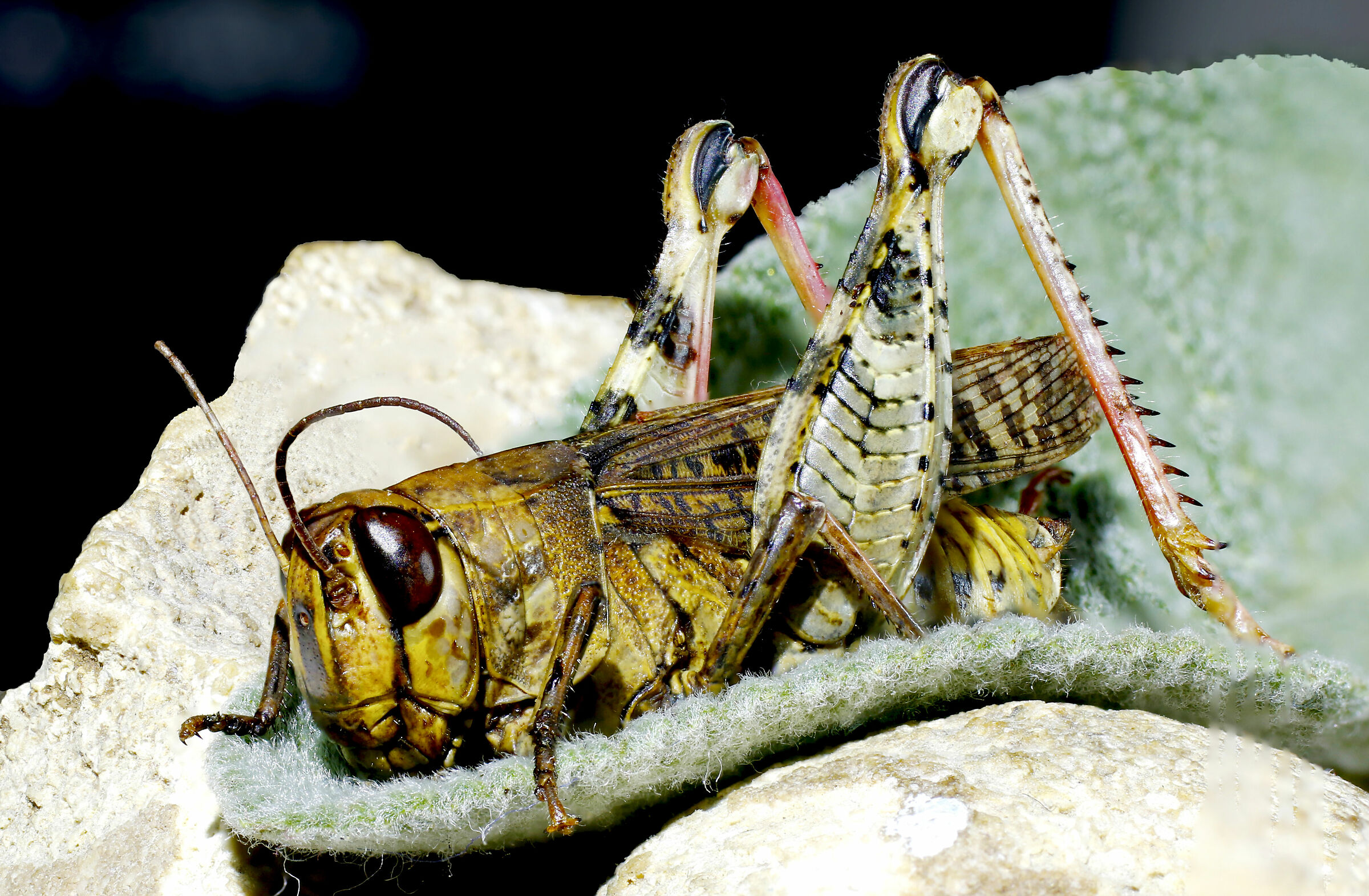 grasshopper of the meadows