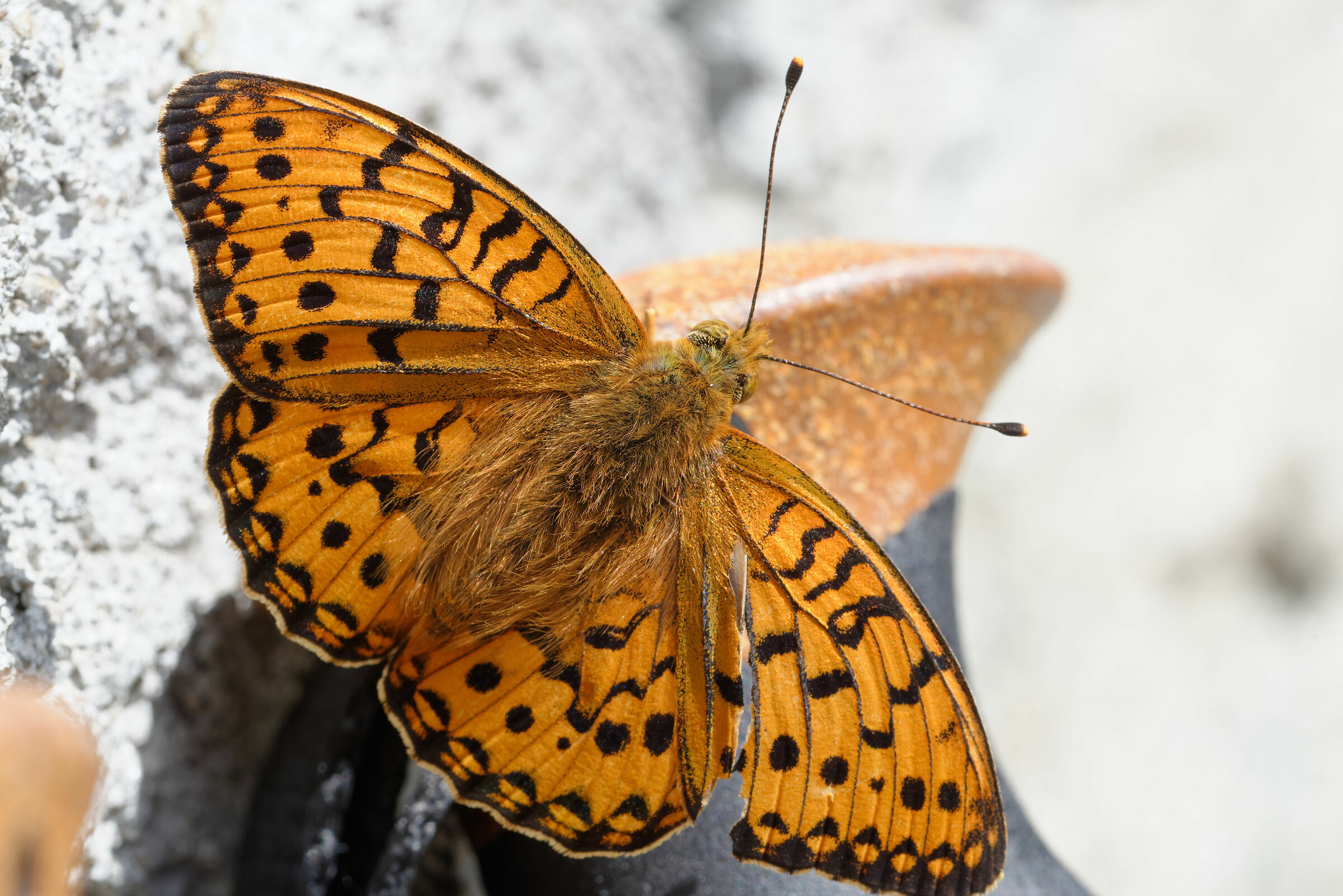 Argynnis