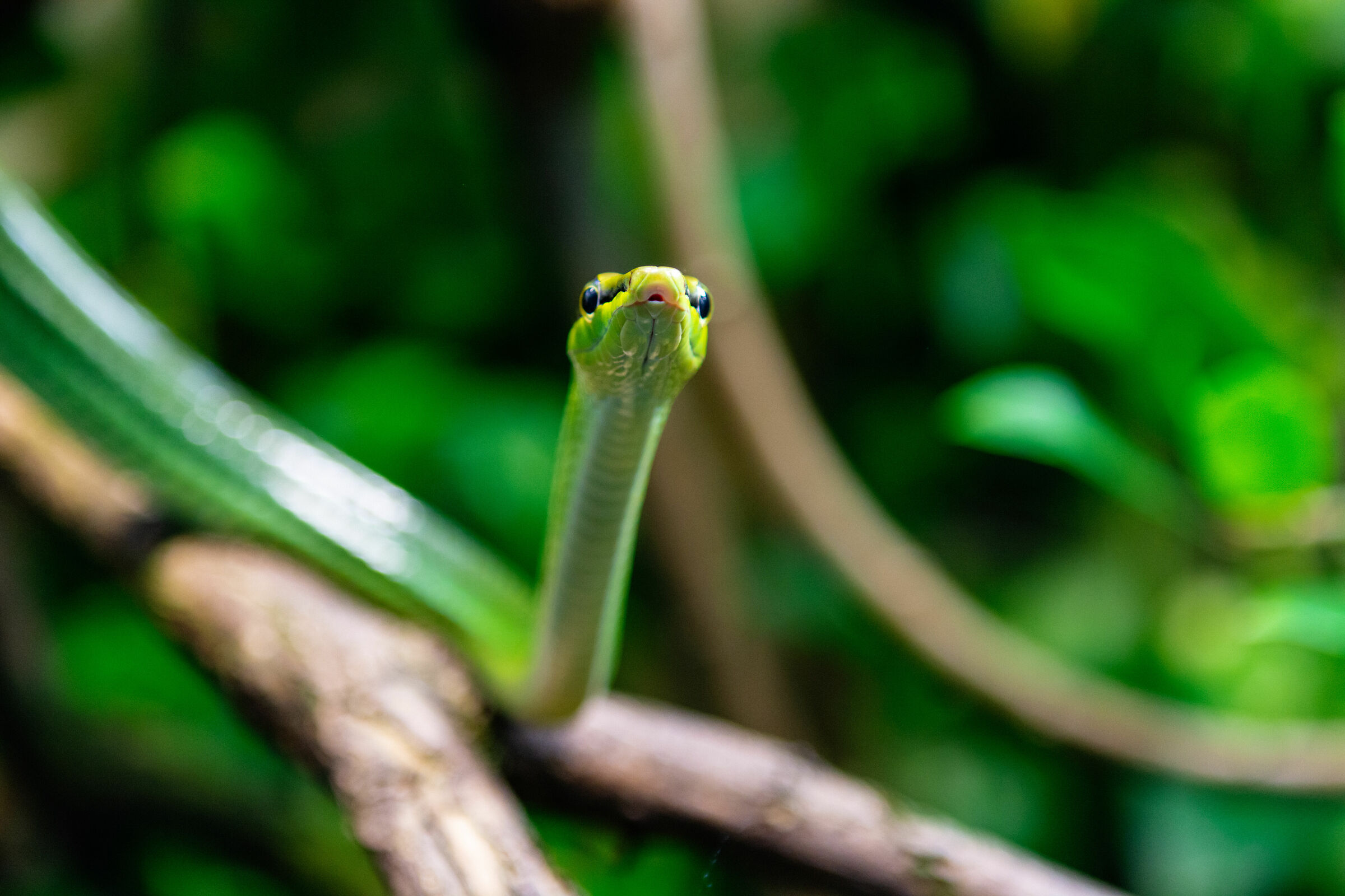 Green Snake
