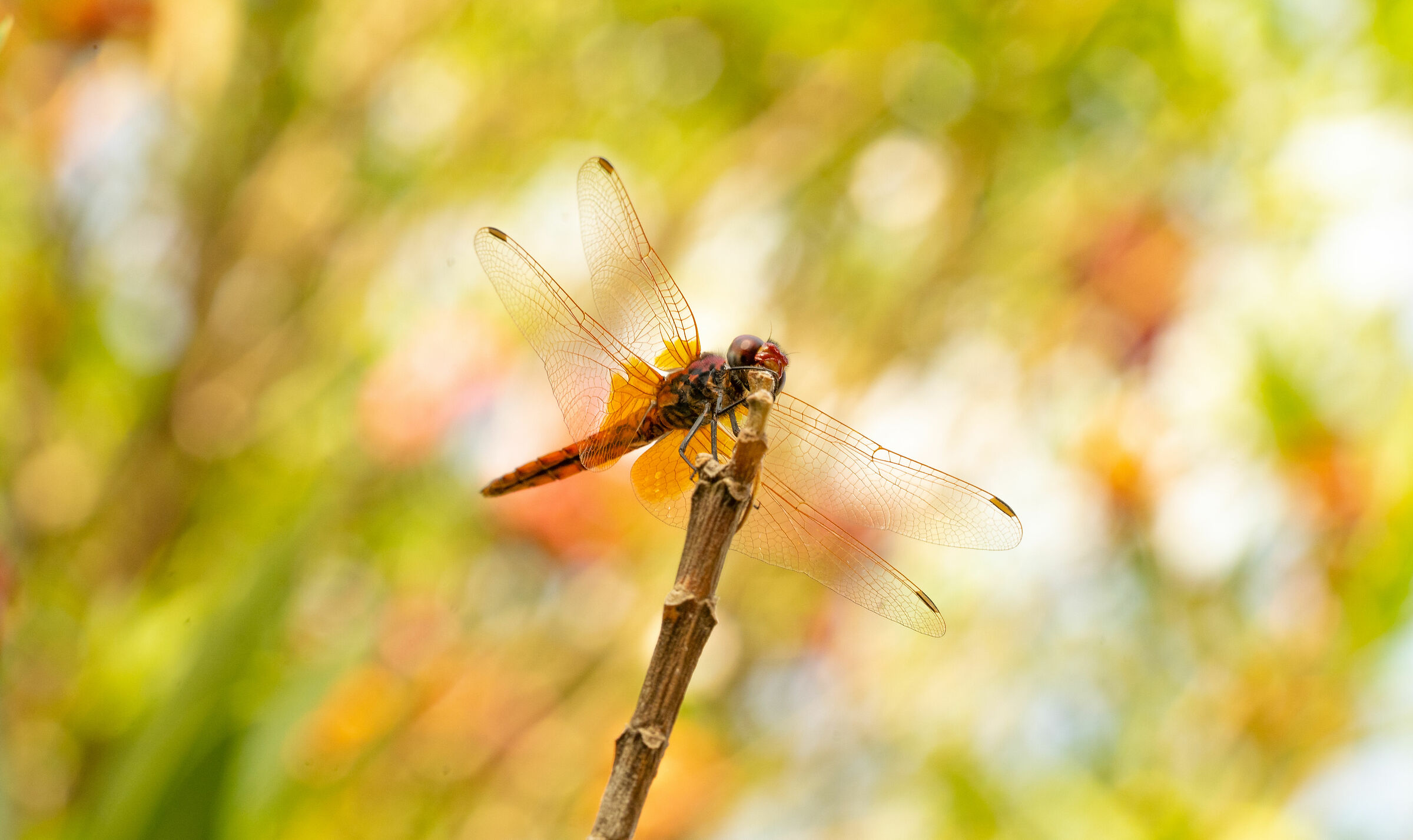 Dragonfly, Mount Urpinu
