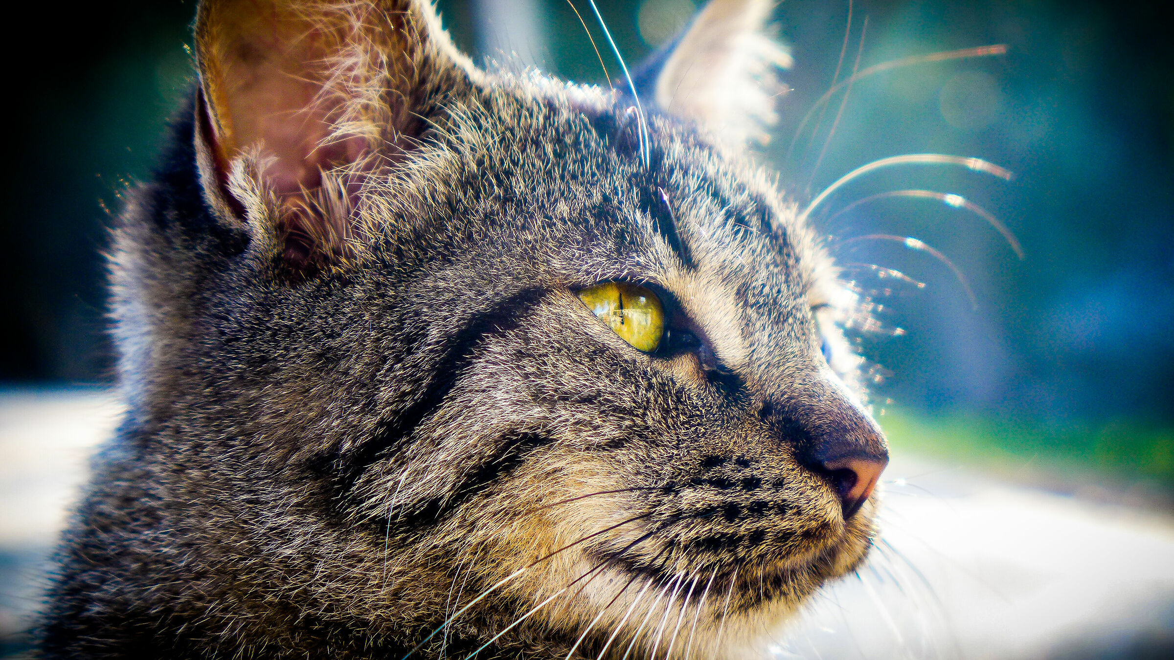 Head of ..... Cat!!!!