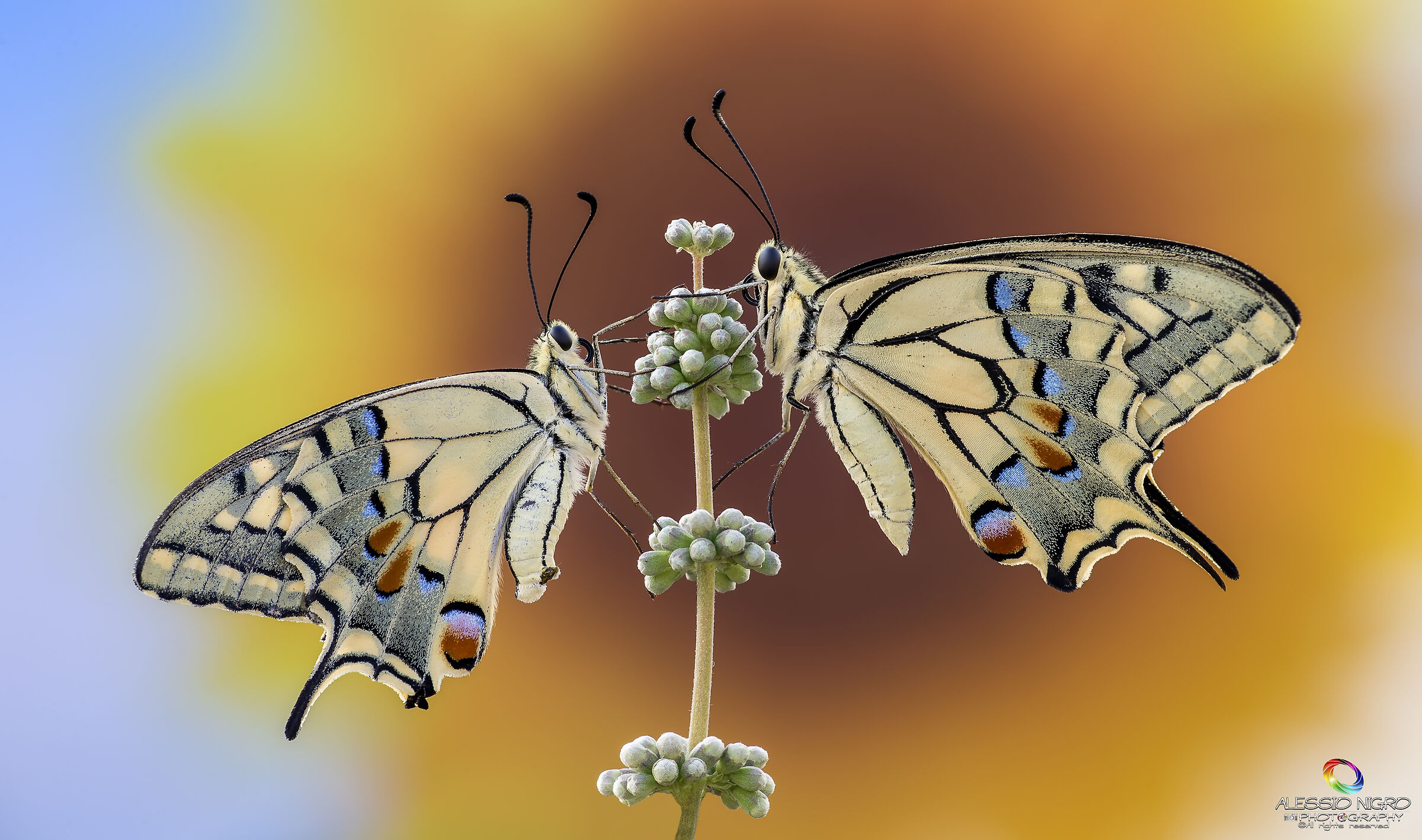 I, I take you as my lawful bride...