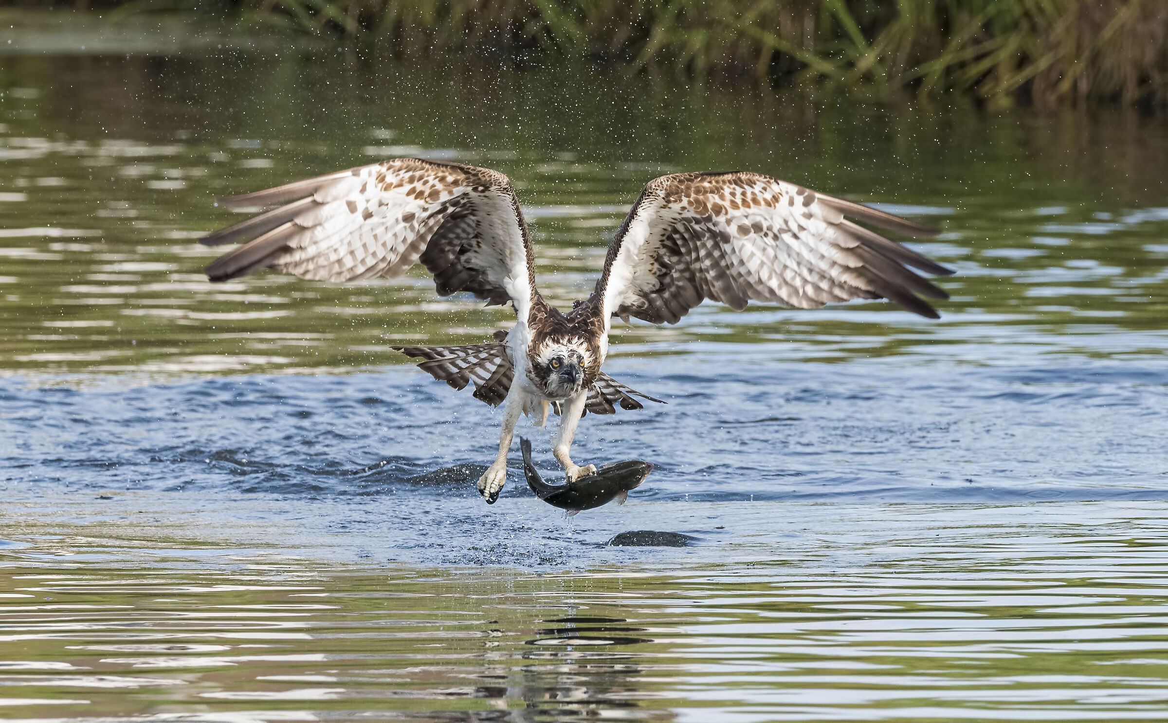 osprey