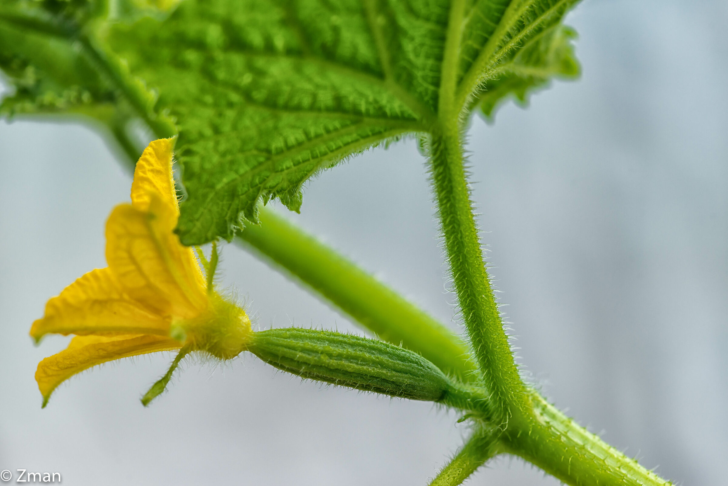 Cucumber Flower