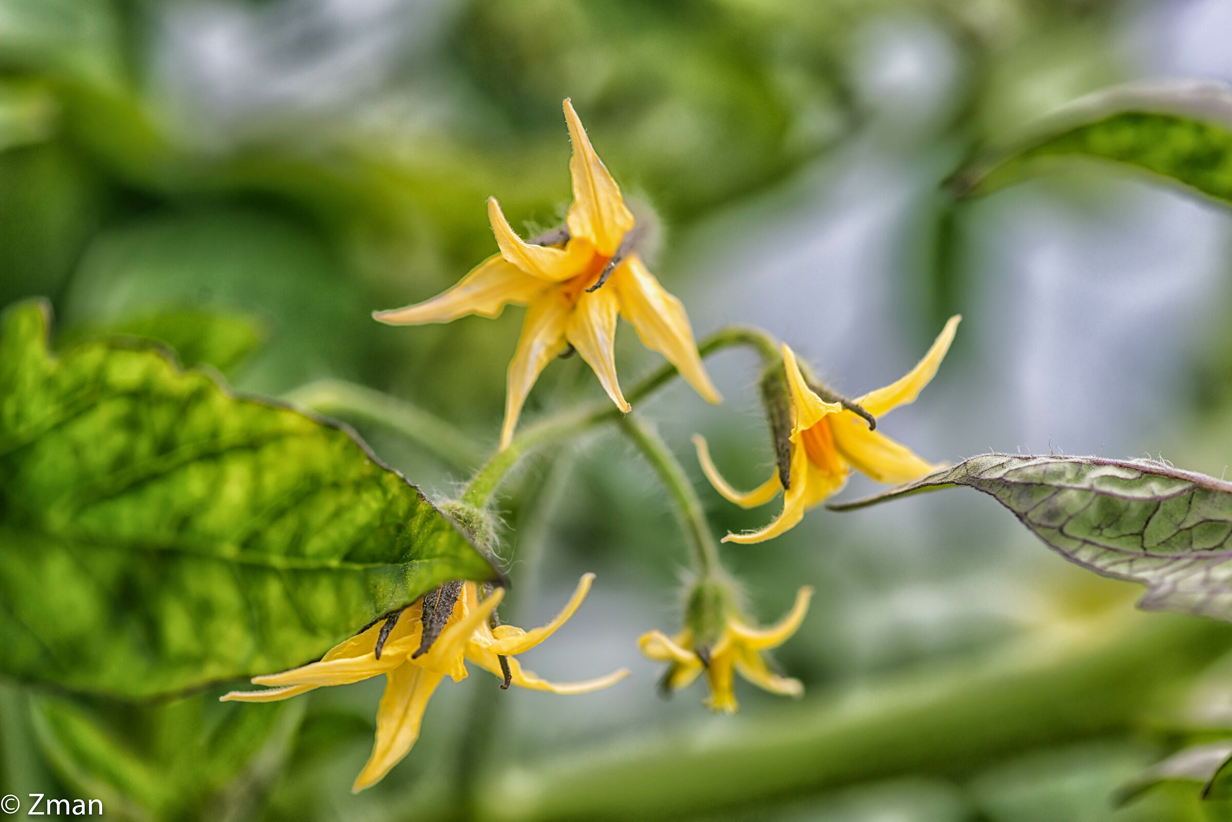Tomato Flowers