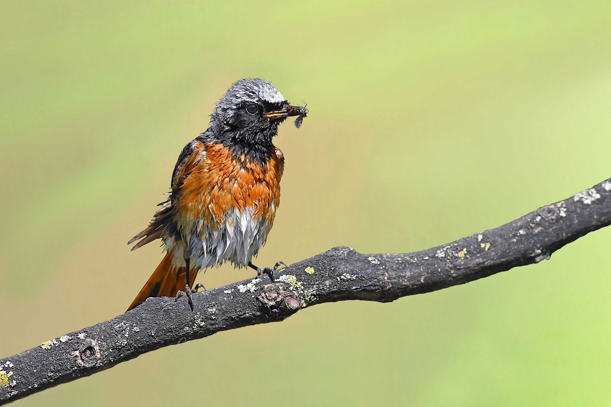 After the bath, breakfast!