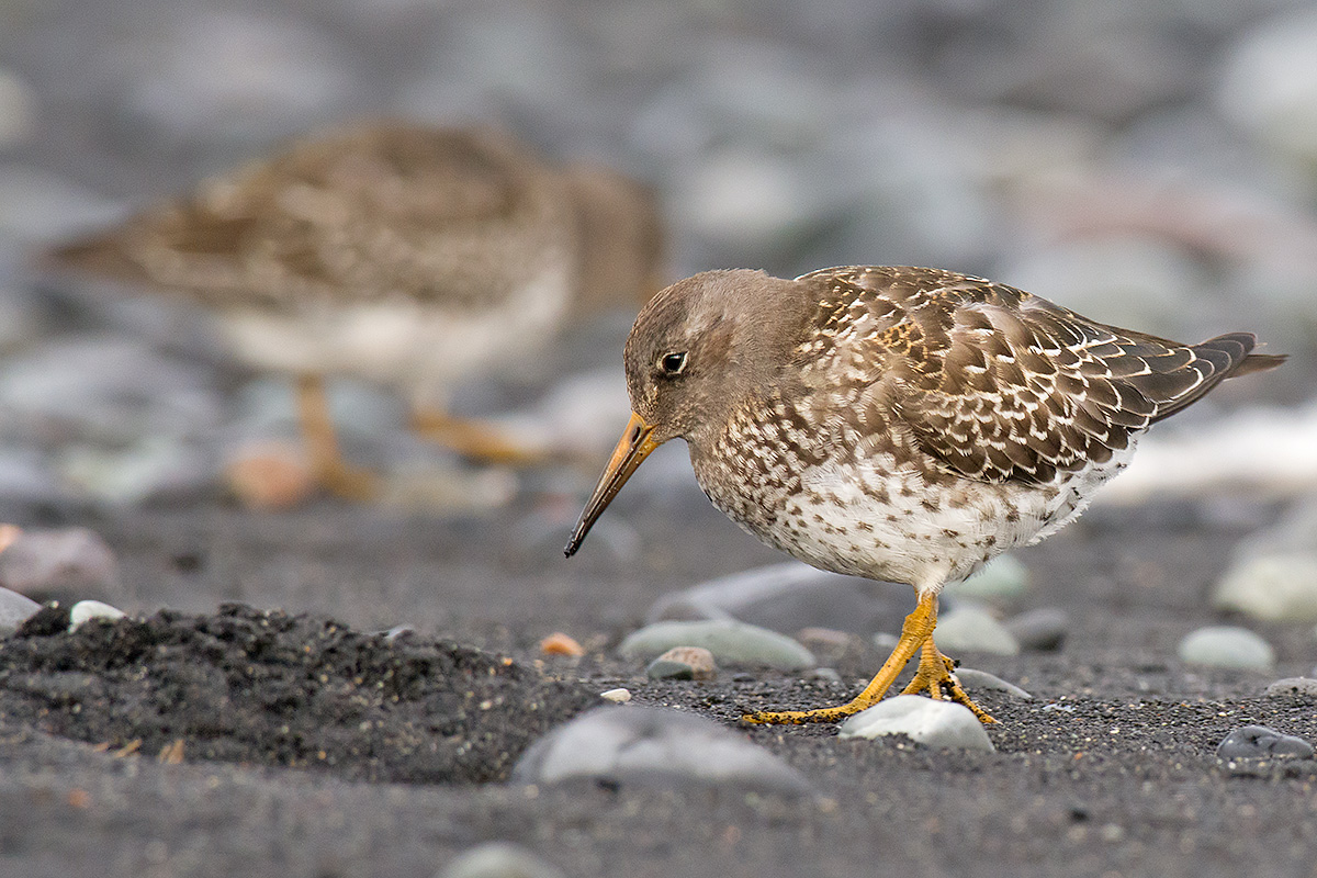 Piovanello violetto in alimentazione