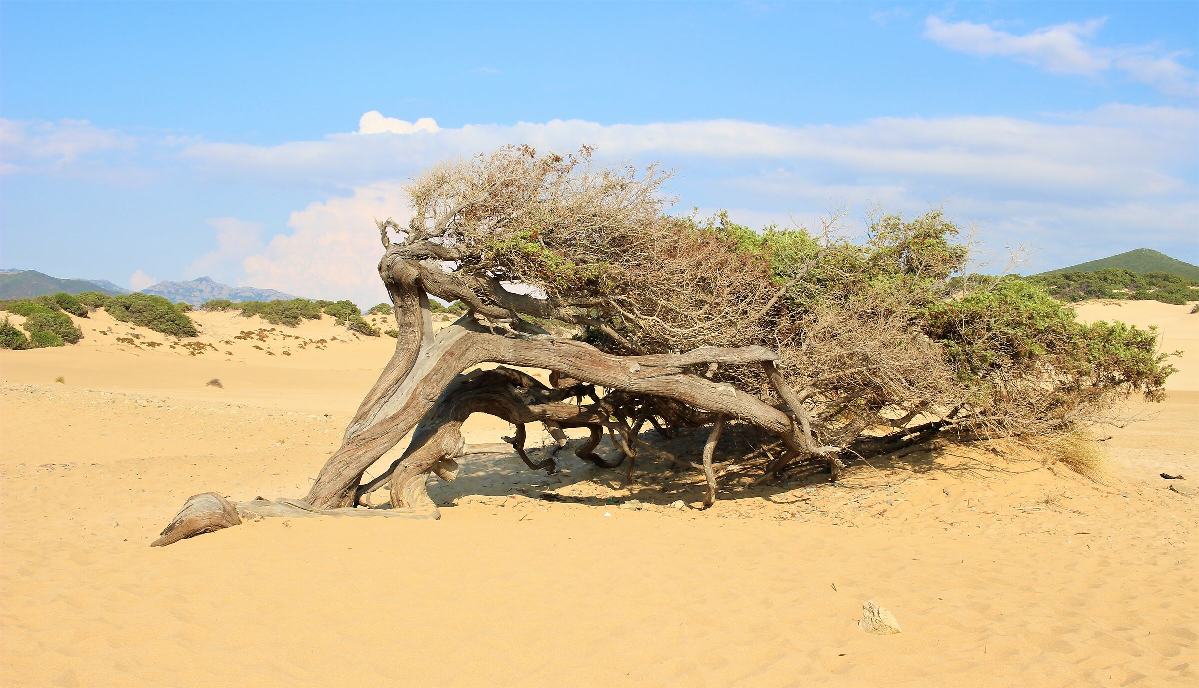 Mestral, dunes and juniper