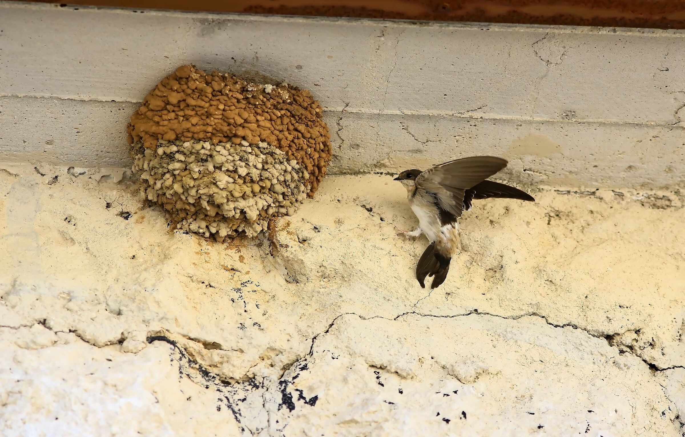 Here comes the gruel