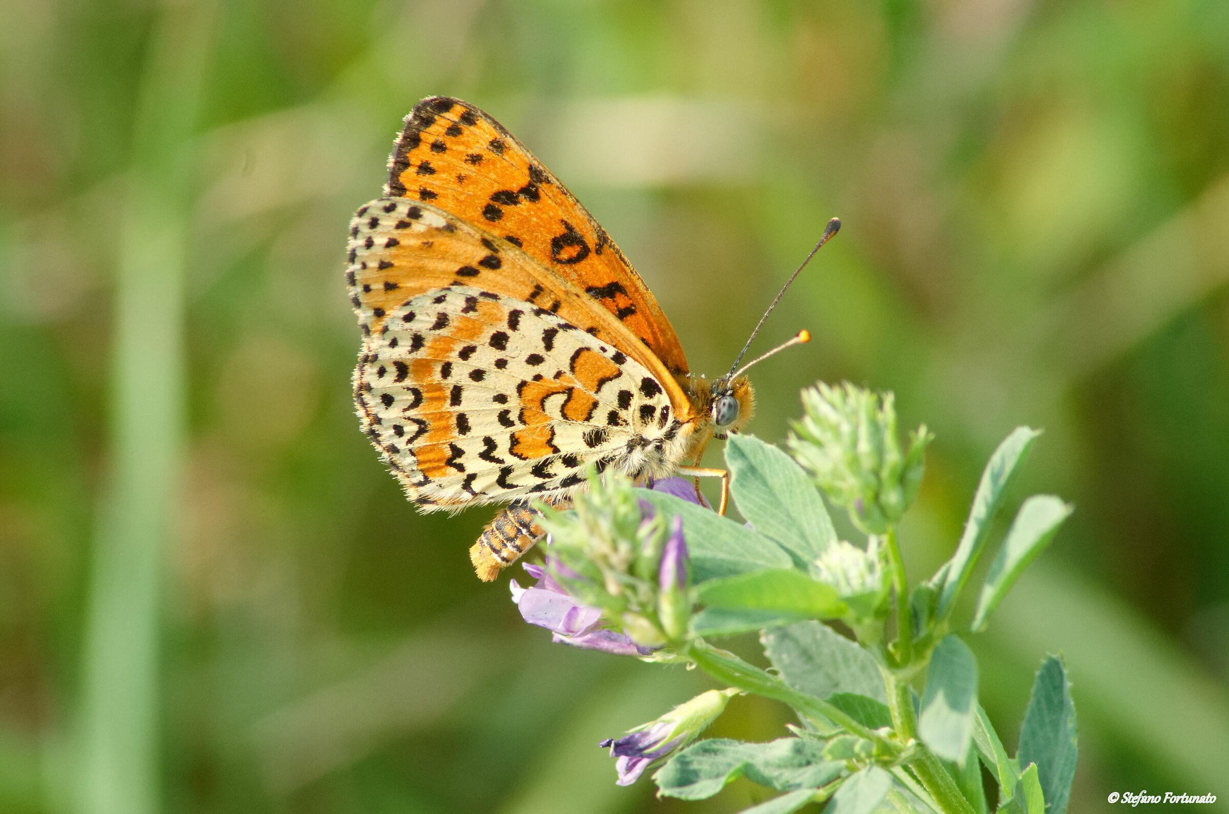 Melitaea