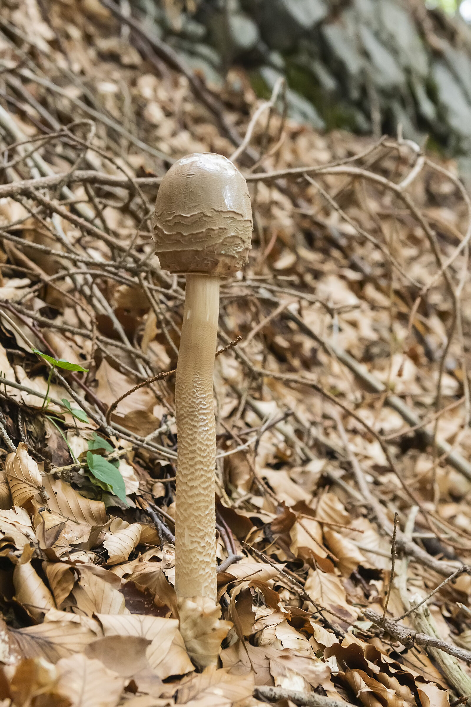Mazza di tamburo ( Macrolepiota procera )