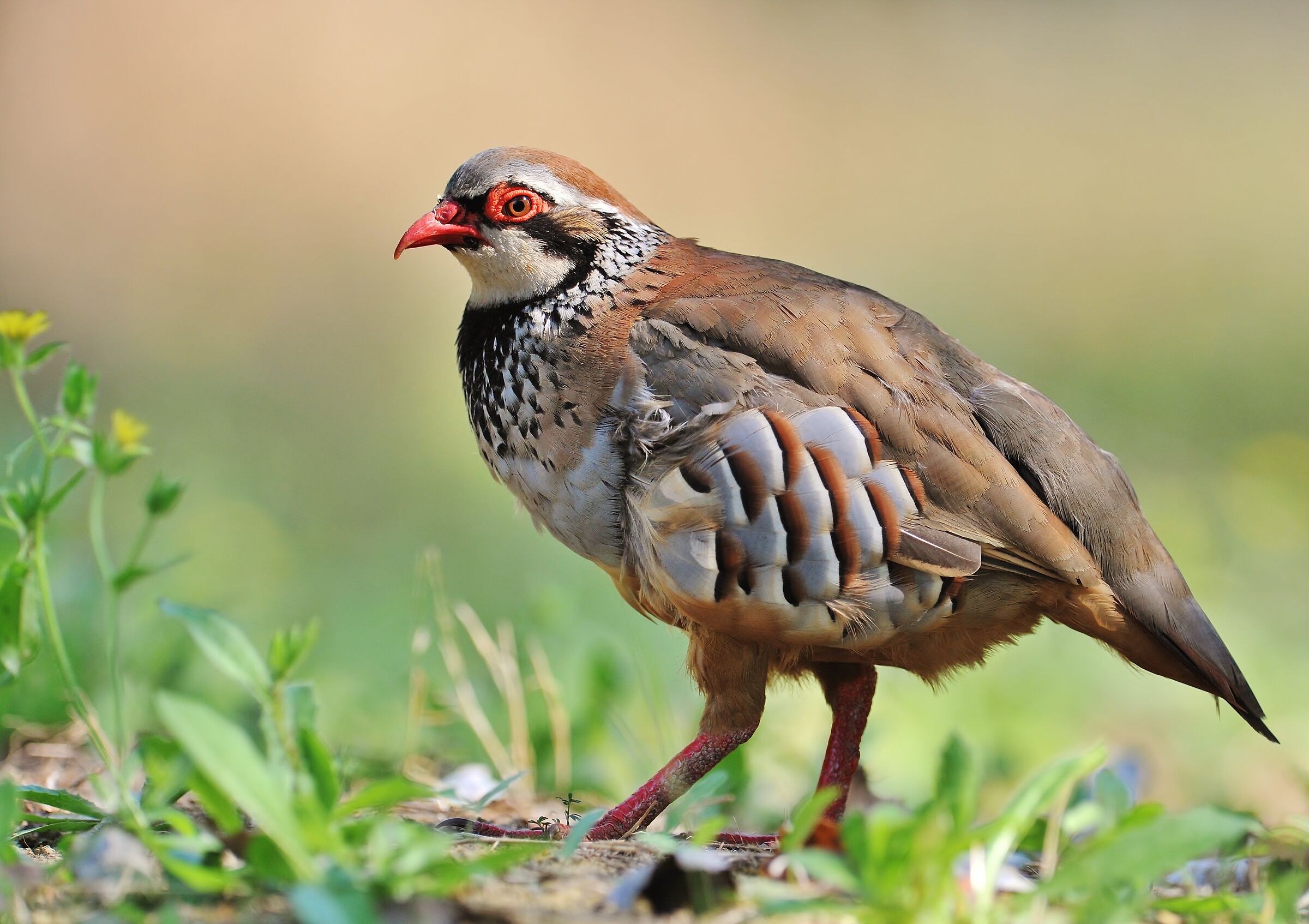 The red partridge