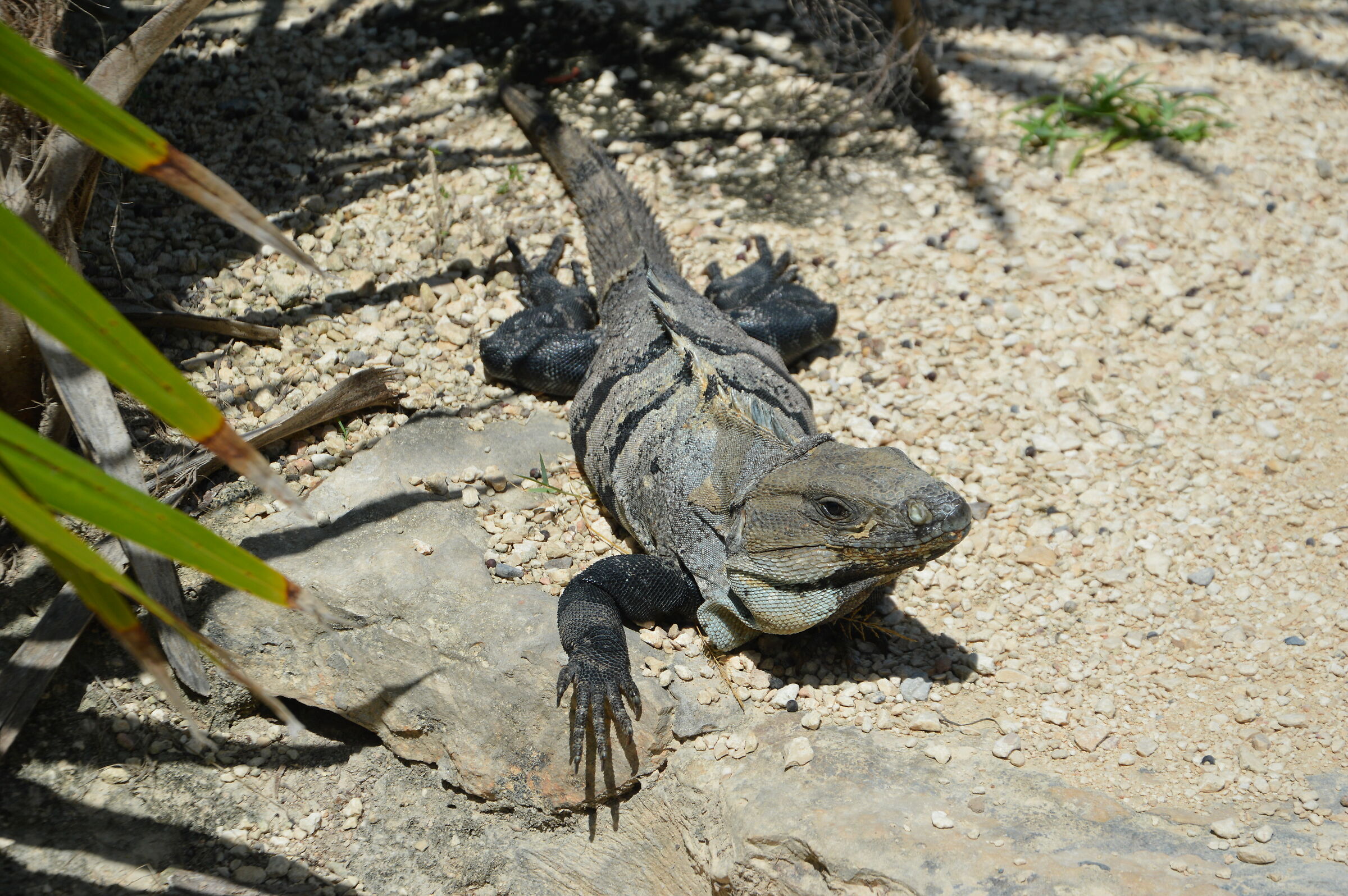 Iguana