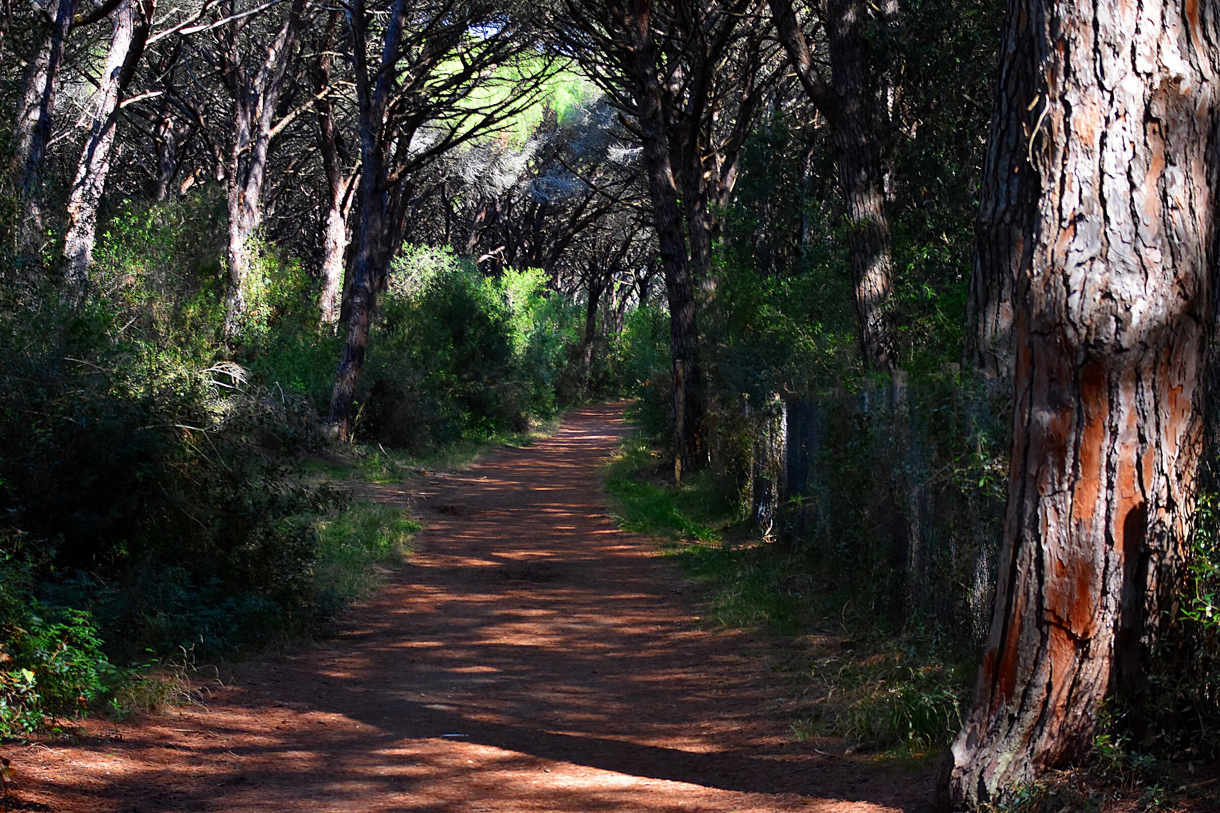 Avenue in the pine forest