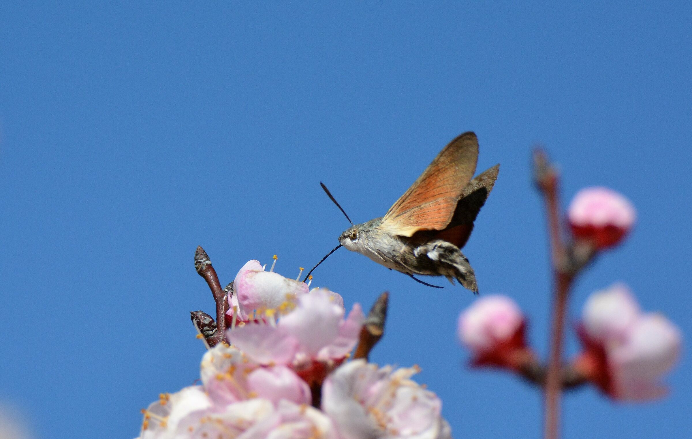 MACROGLOSSUM, NEW