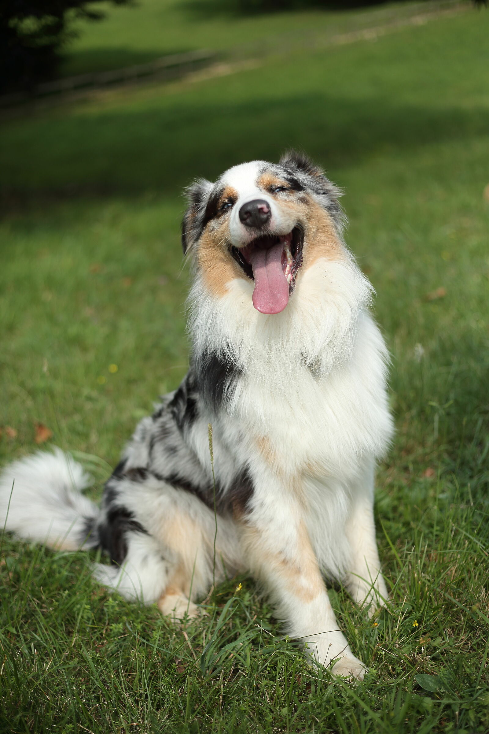 Cody the Cuddly Fur ball