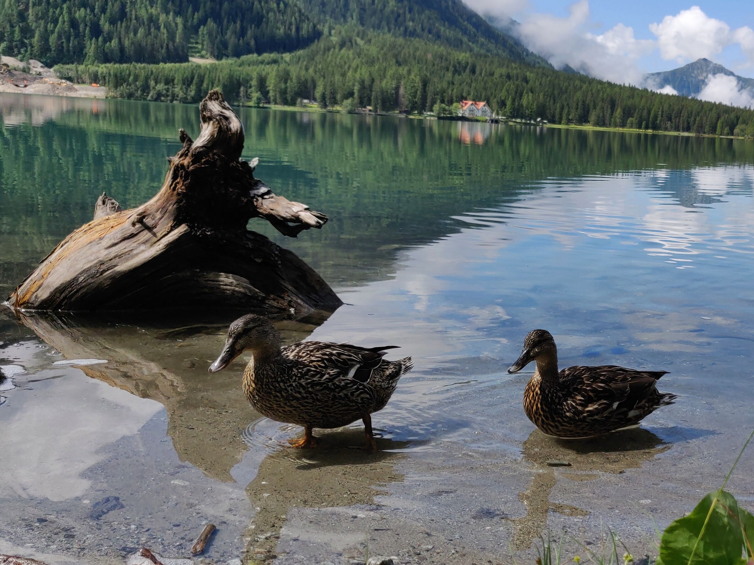 Gli abitanti del lago di anterselva