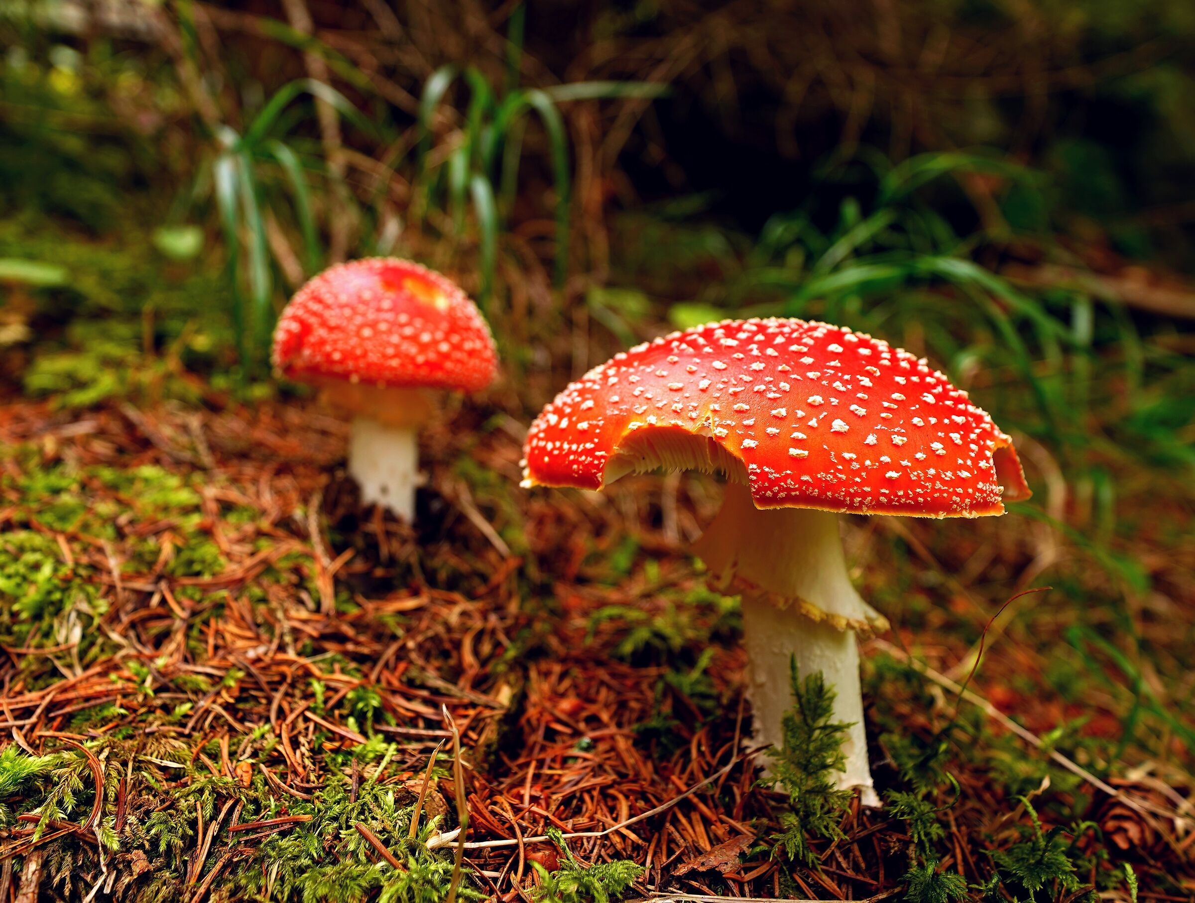 Amanita Muscaria