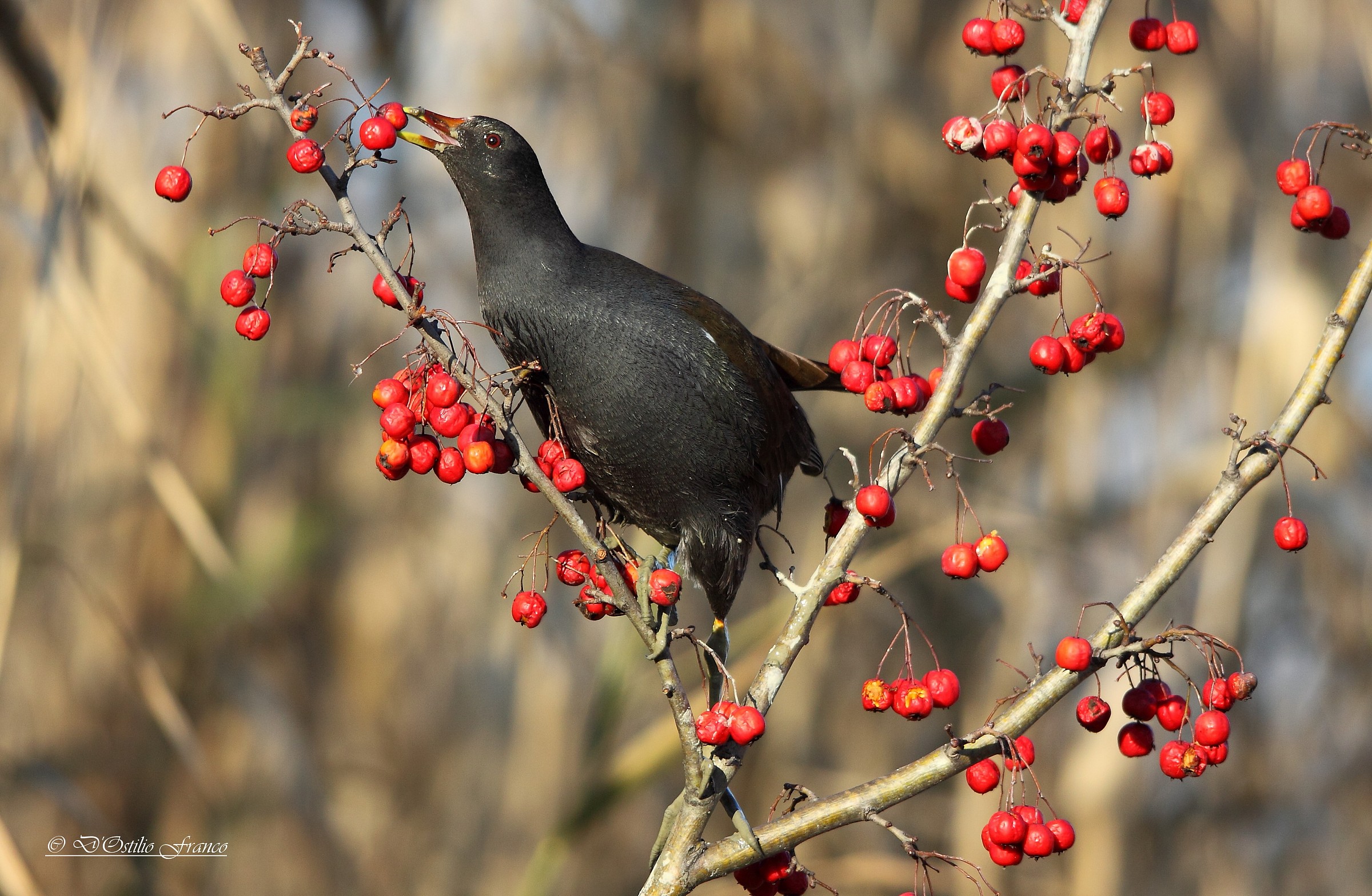 Moorhen with berries ..