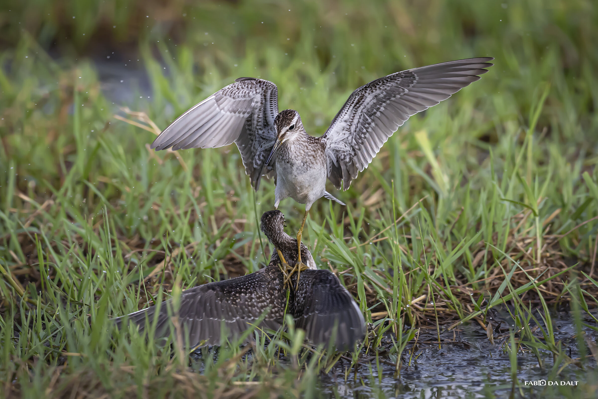 Piro Piro Boschereccio