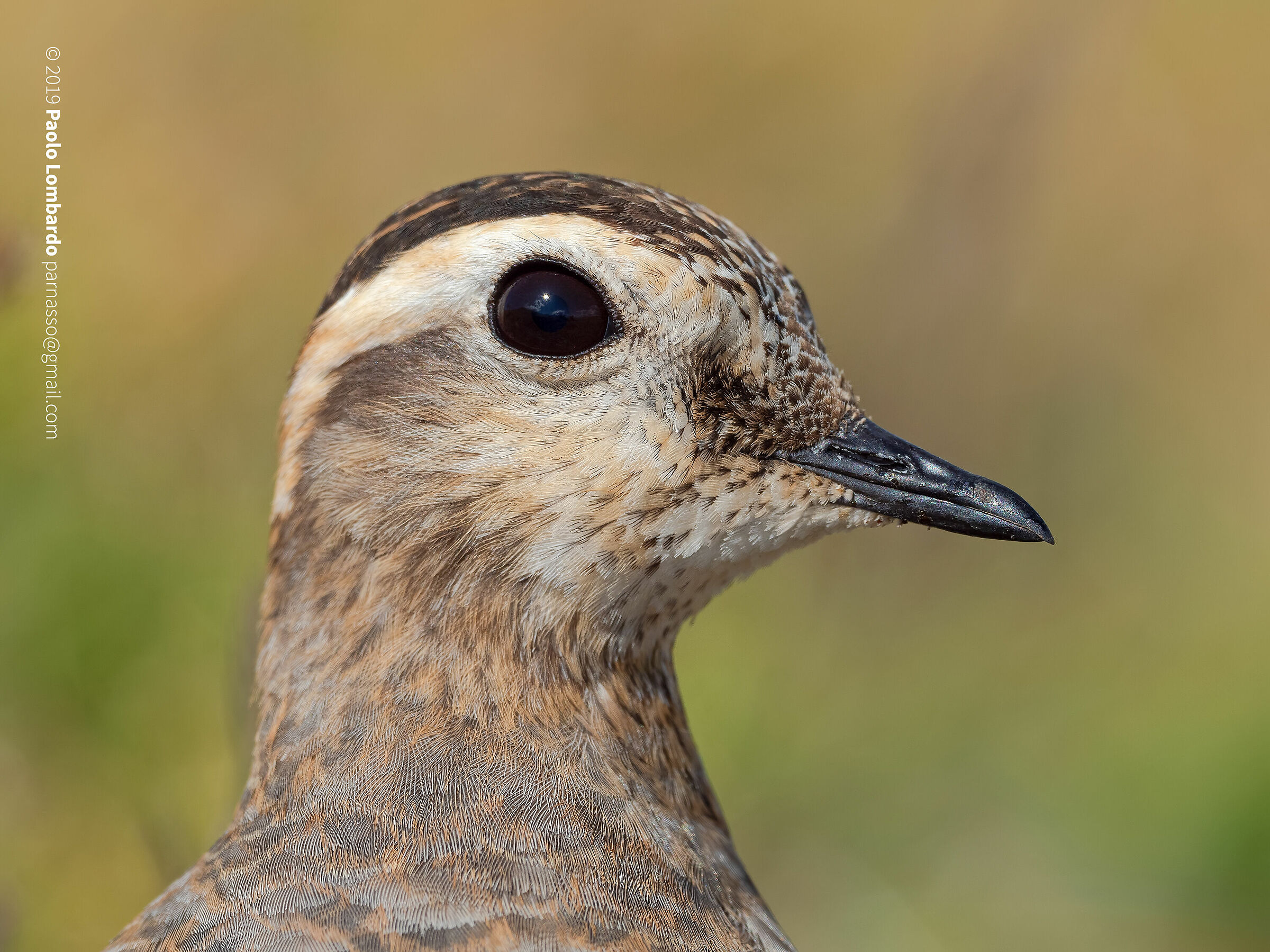 Eurasian dotterel - Piviere Tortolino
