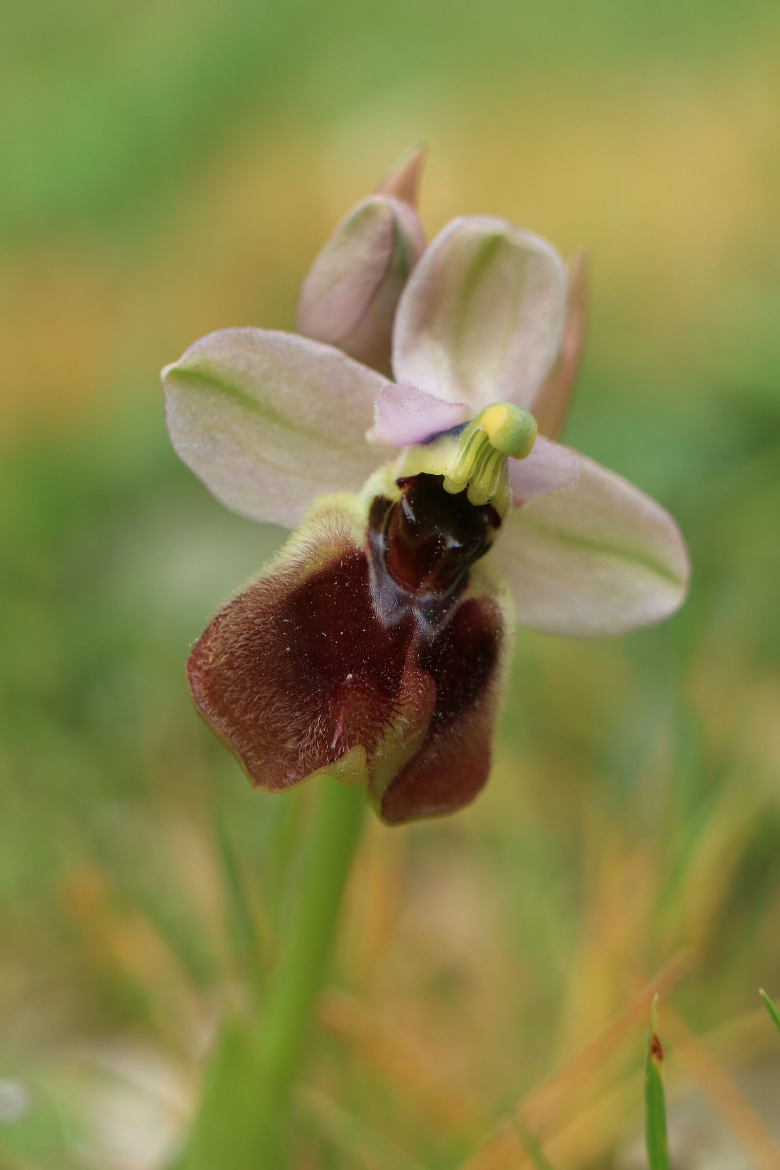 Ophrys tenthredinifera