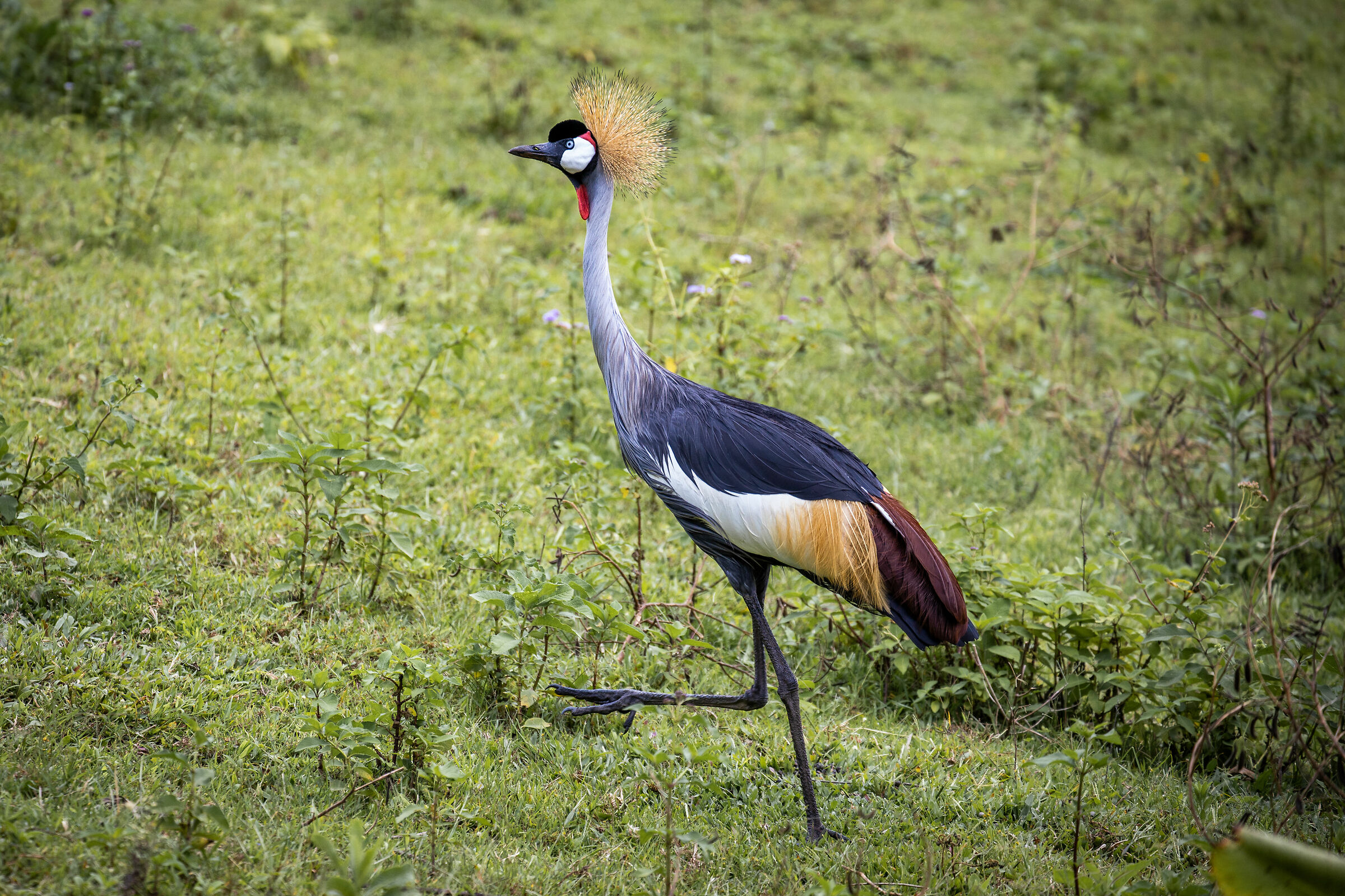 Umusambiin in Uganda