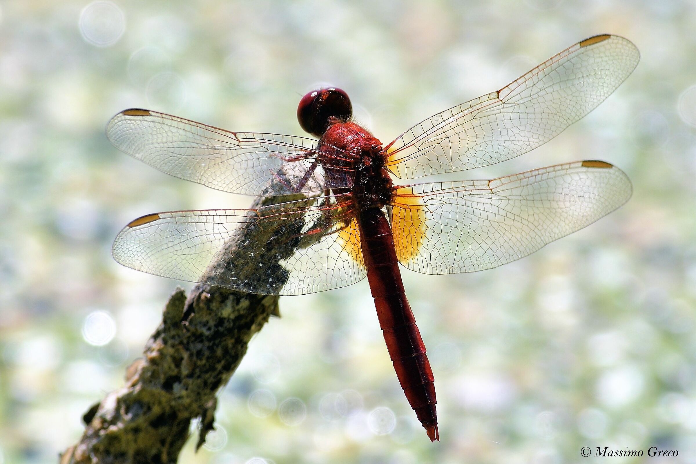 Crocothemis erythraea