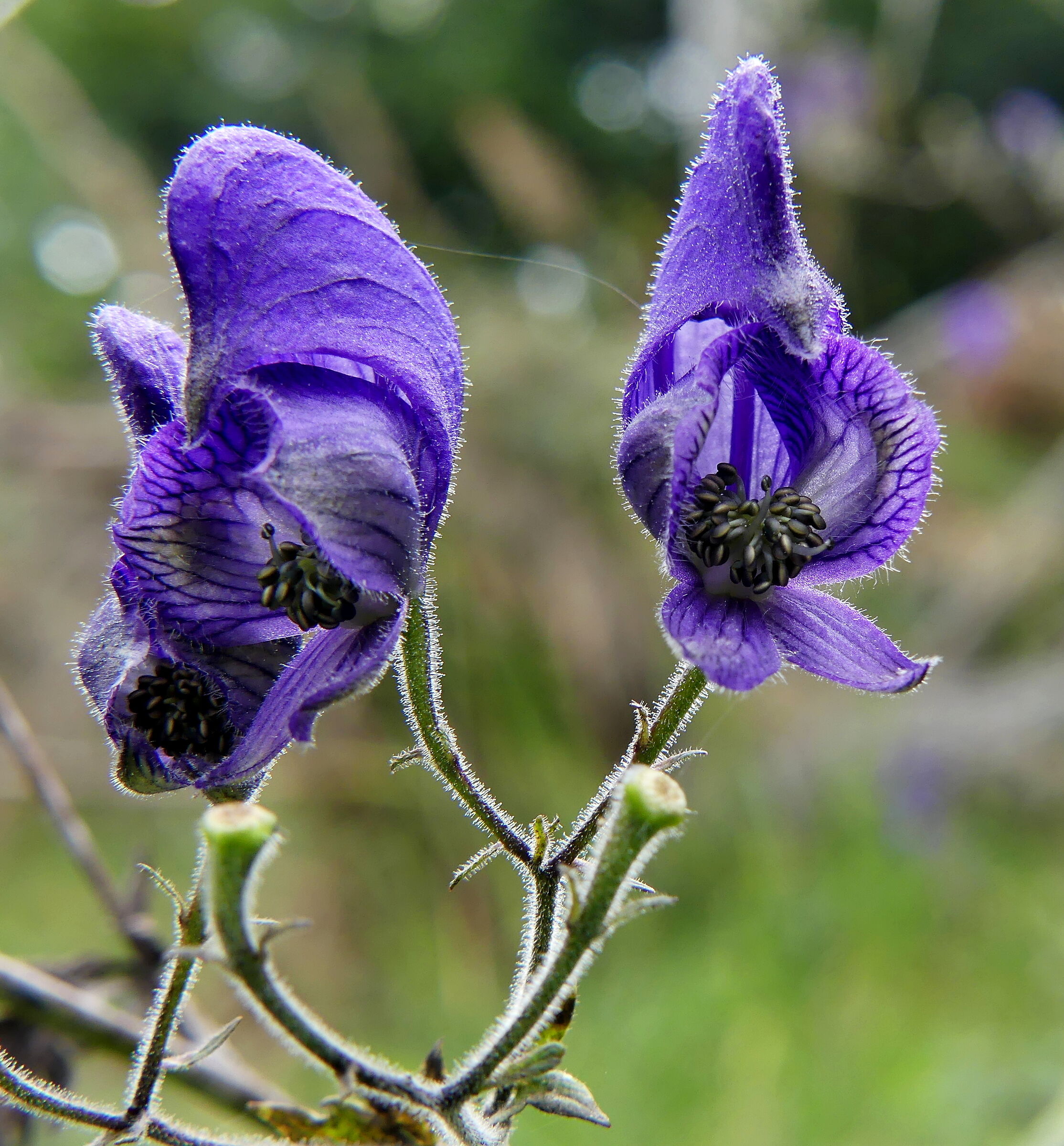 Jupiter's Helmet (Aconitum napellus)