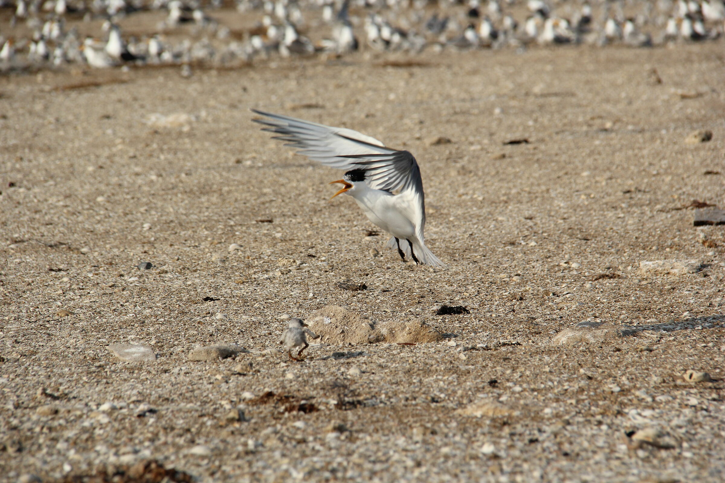 Mom's is protection at me