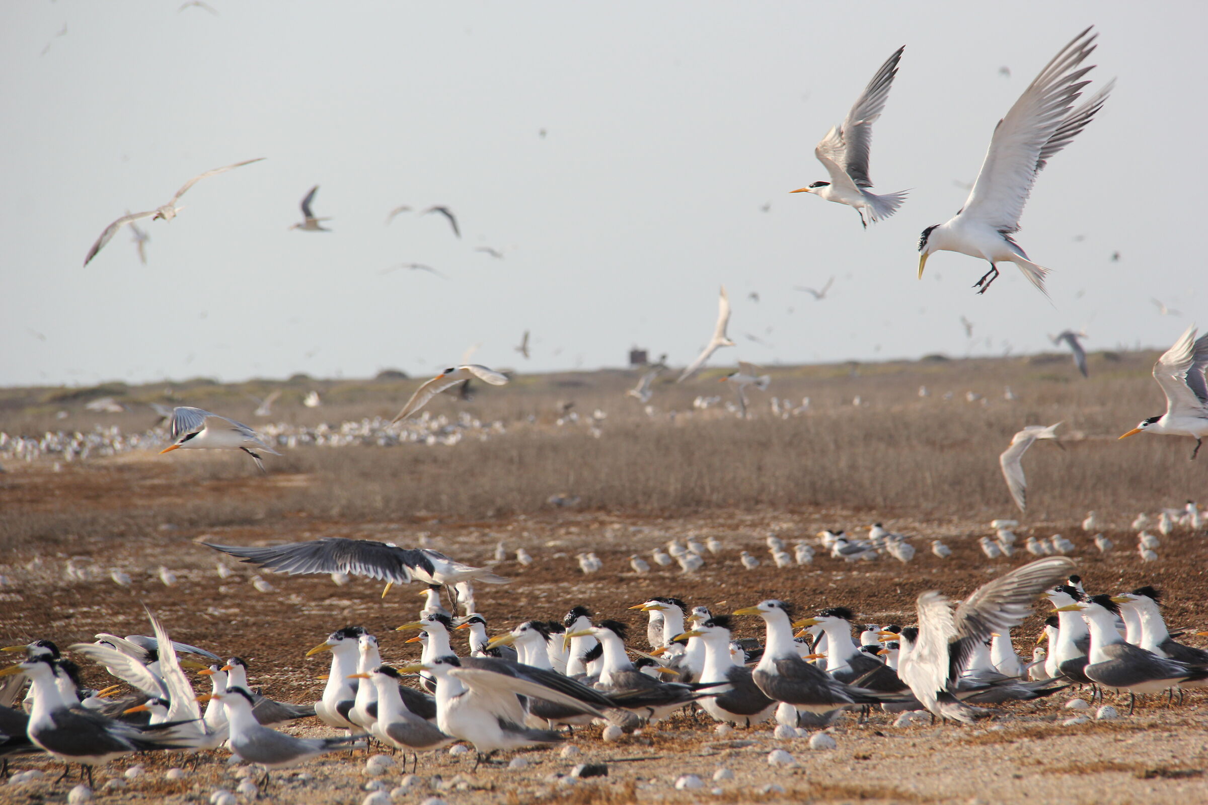 Thalasseus bergii family1