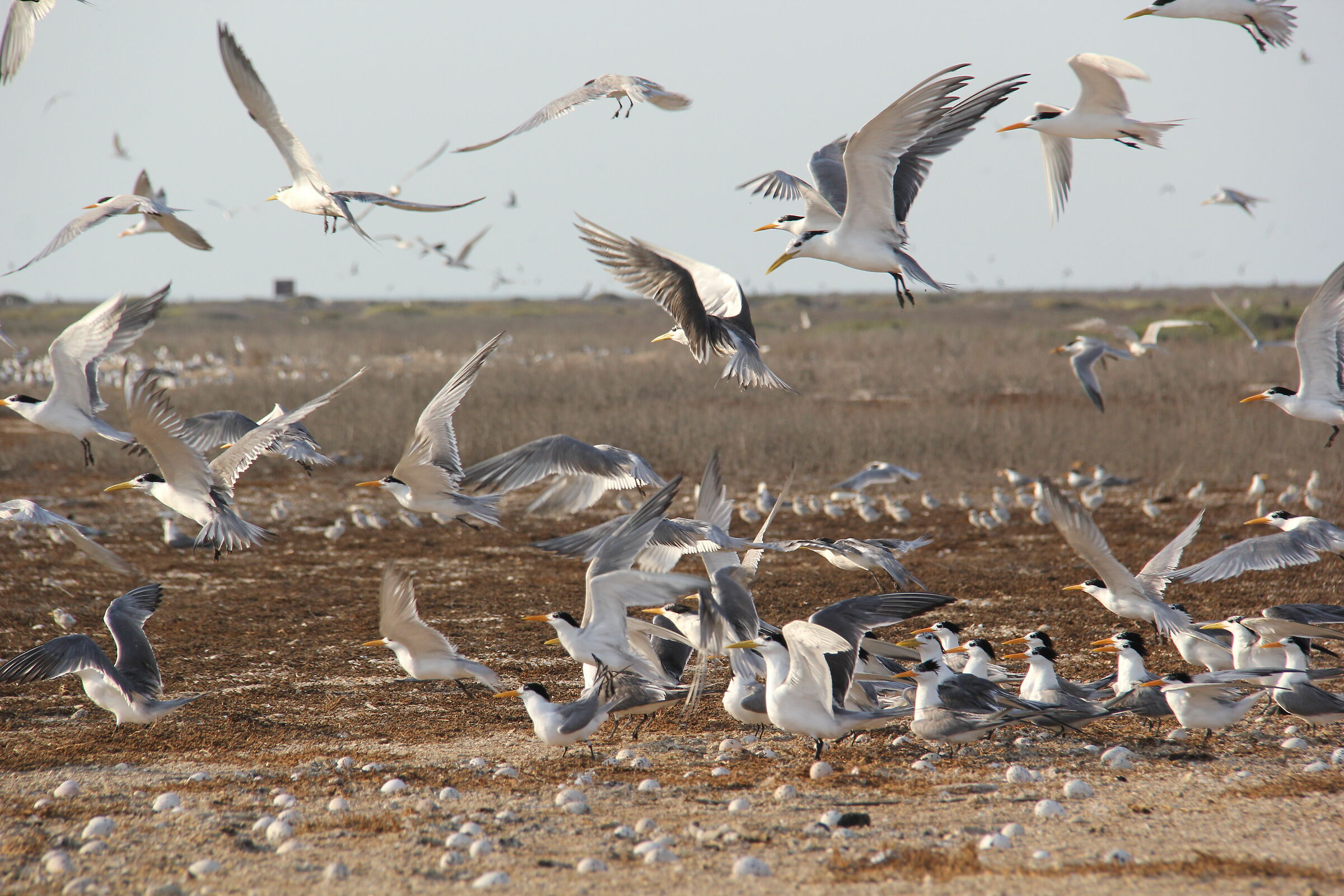 Thalasseus bergii family2